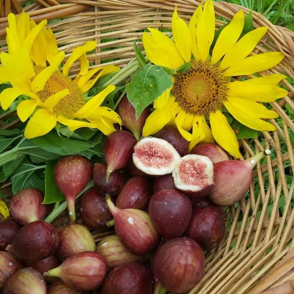 Pousada Vale Dos Figos