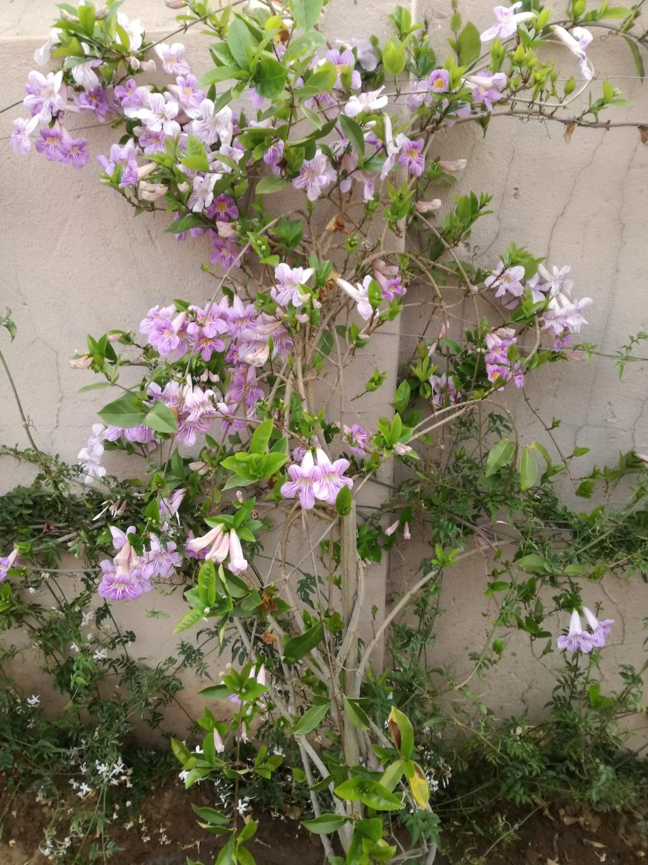 Spring in Bri-Shel Manor B&B