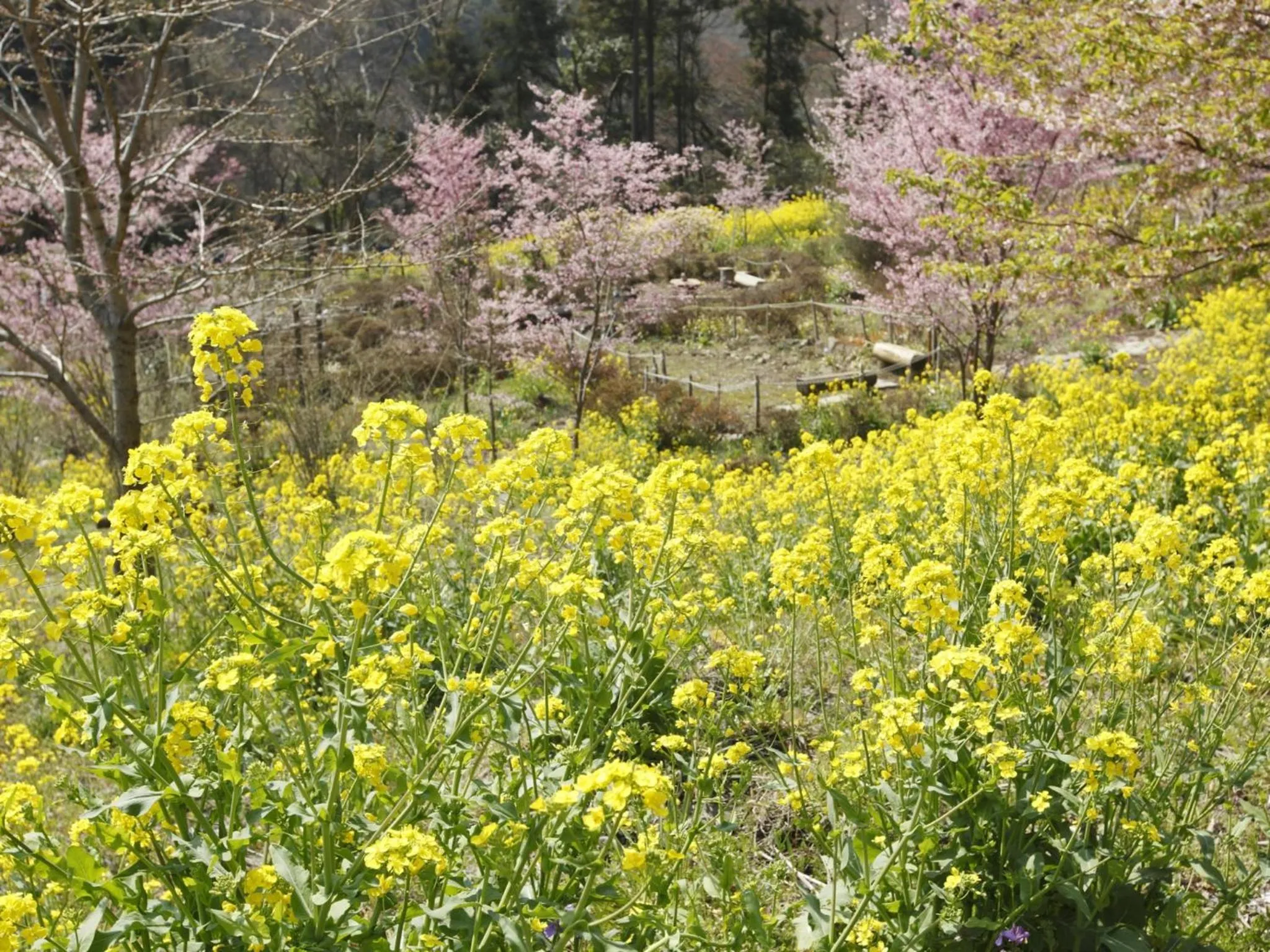 Garden in Hakonenomori Okada