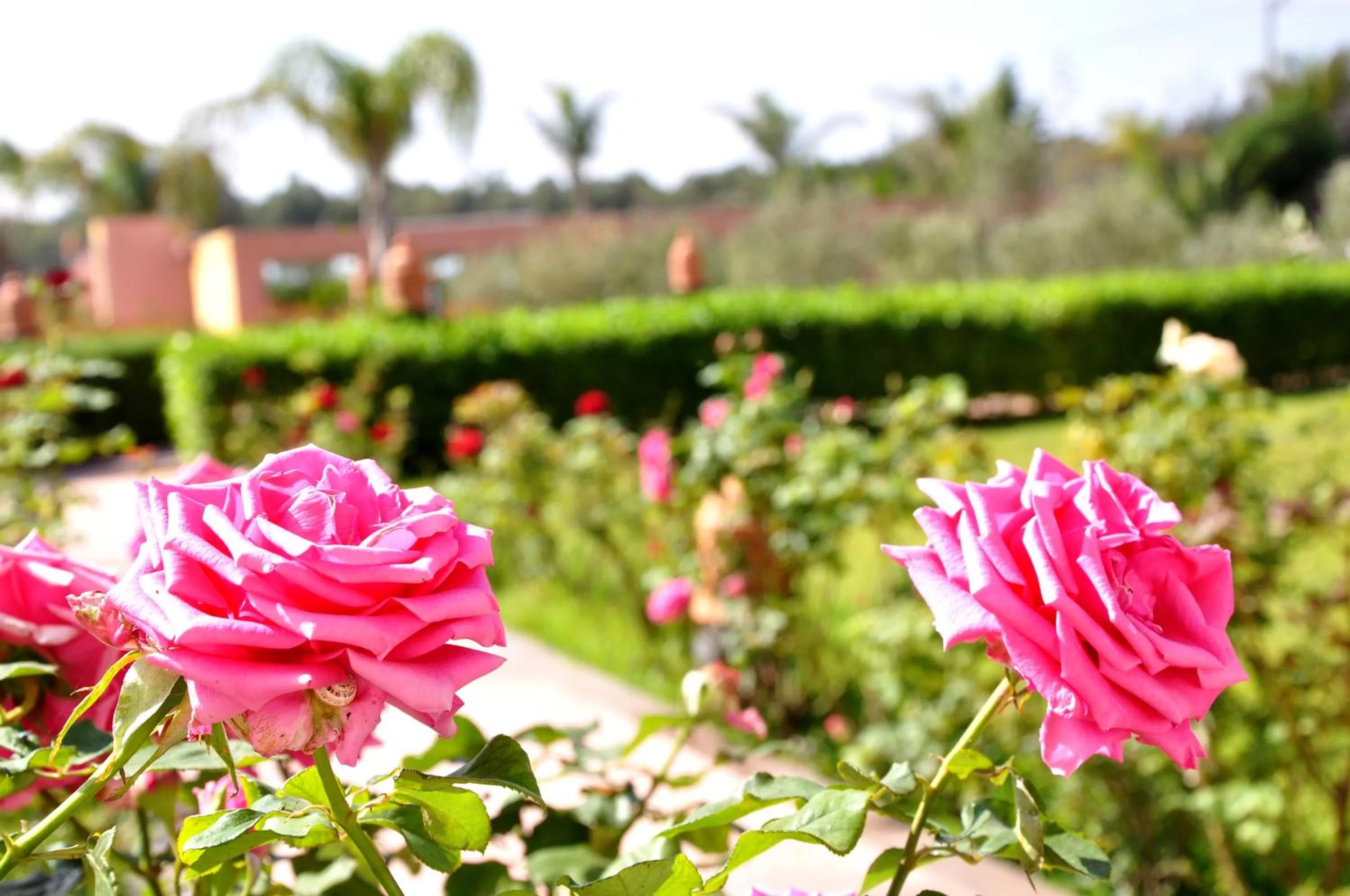 Garden view, Garden in Riad Hamdani