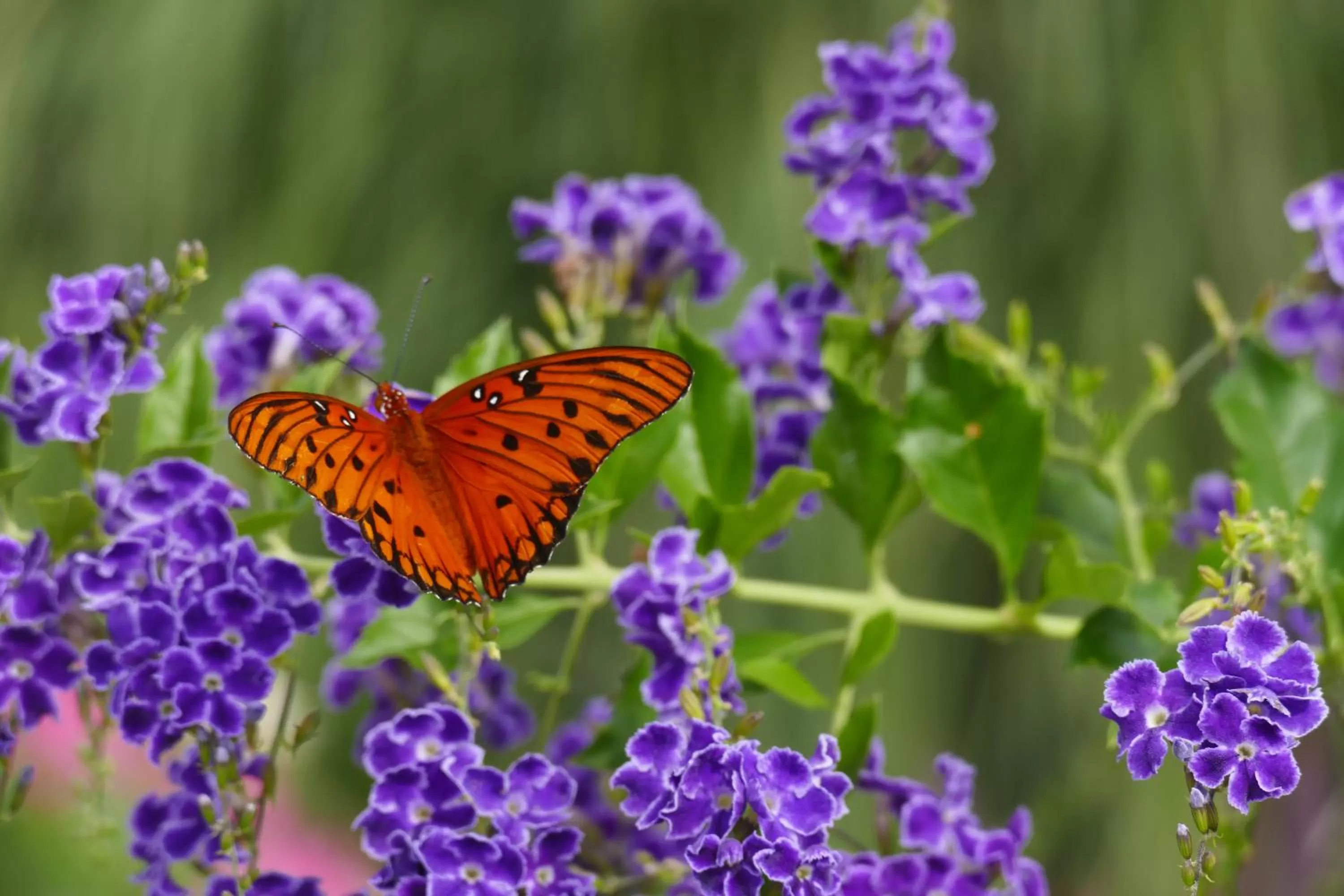 Garden view in Beachview Inn and Spa