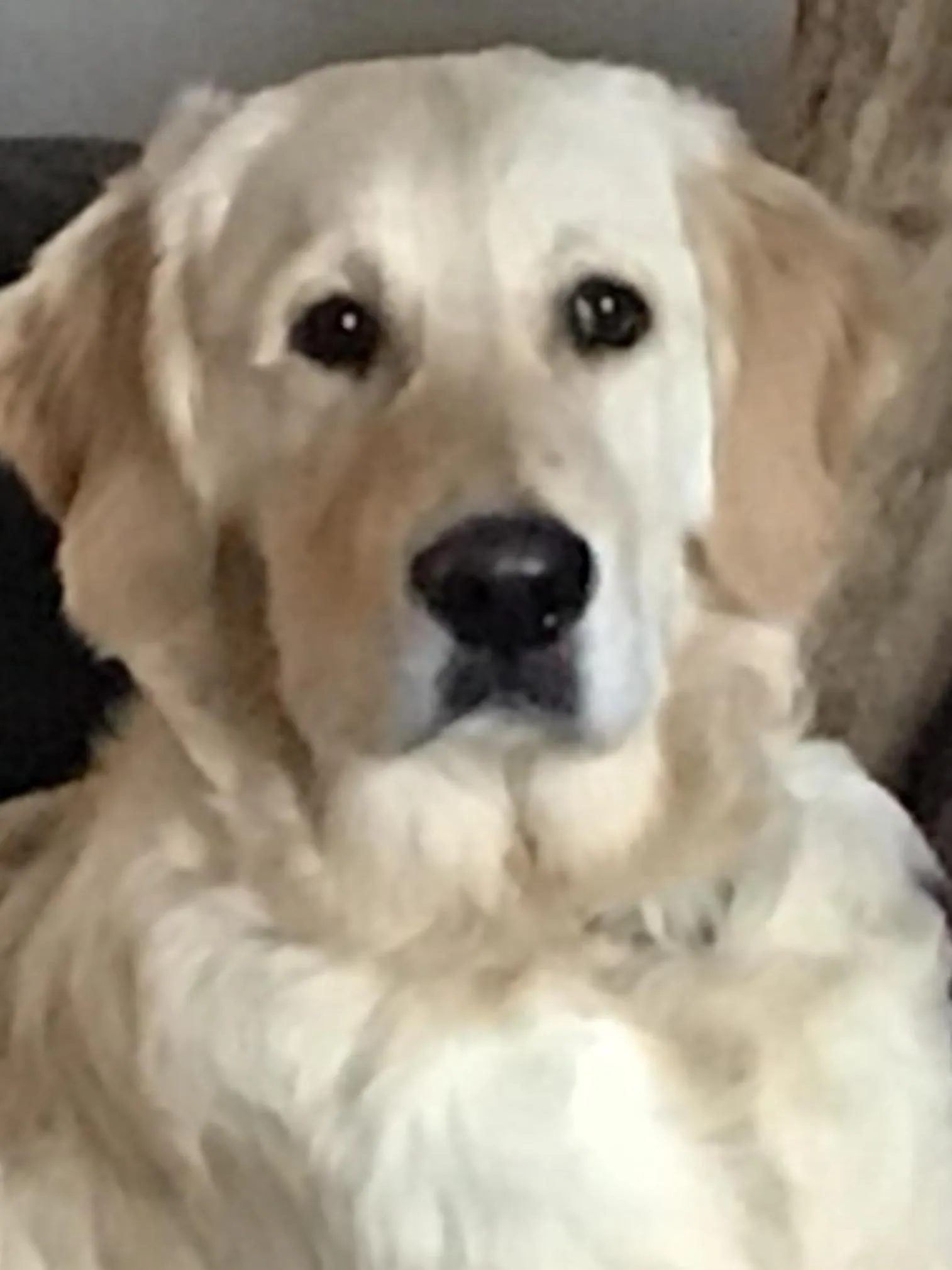 Pets in Little Lodge B&B Lutterworth