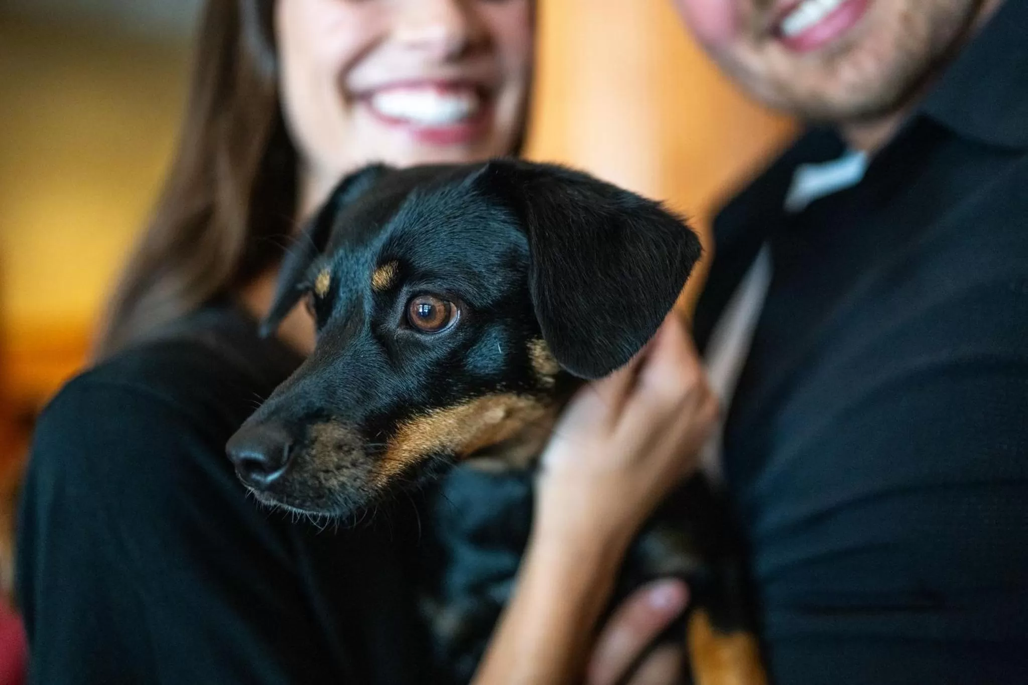 Pets in Whistler Village Inn & Suites