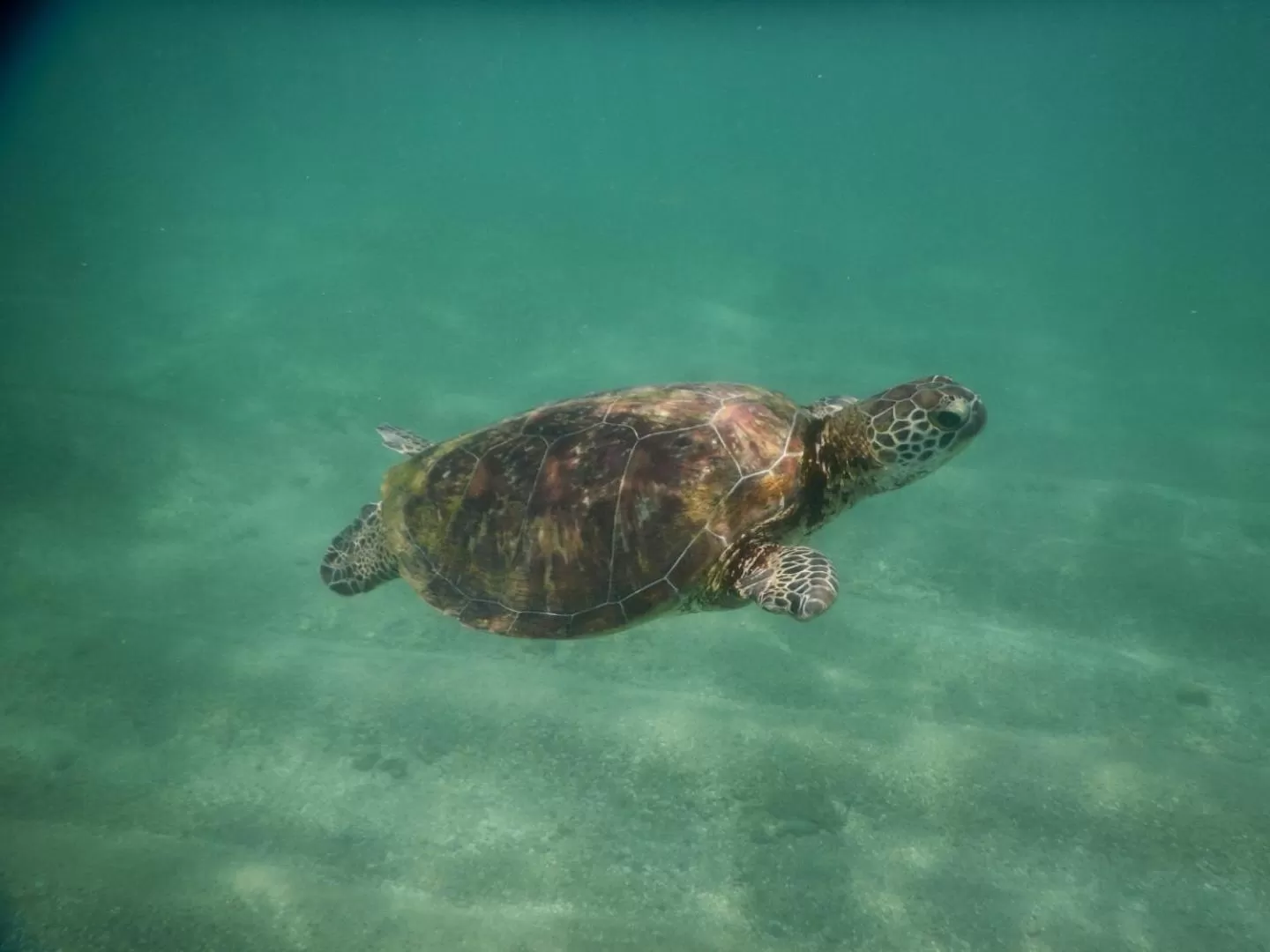 Natural landscape in Turtle Bay Beach Resort