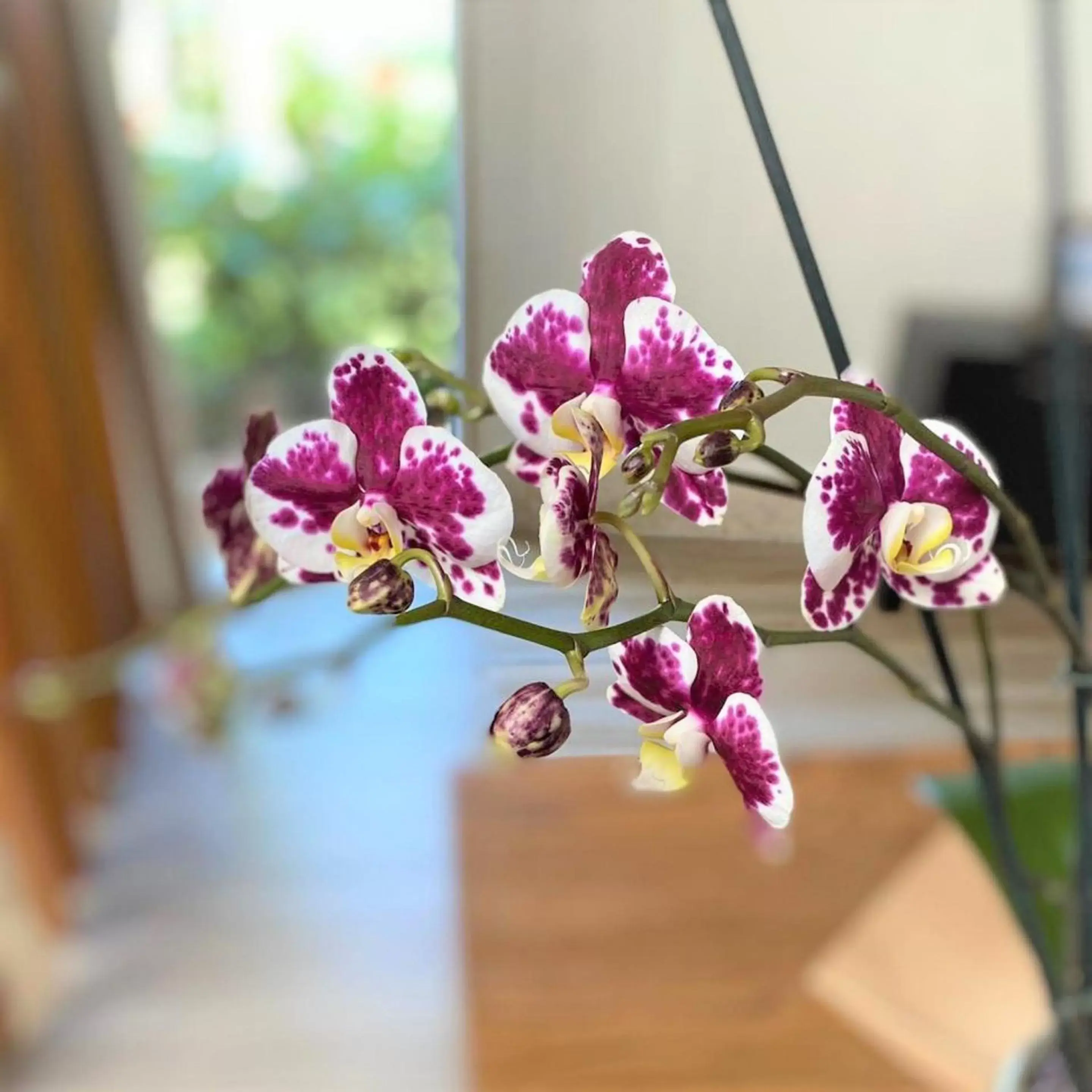 Allure Junior Suite Swim Up King in Breathless Punta Cana Resort & Spa - Adults Only - All Inclusive Allure Junior Suite Swim Up King in Breathless Punta Cana Resort & Spa - Adults Only - All Inclusive