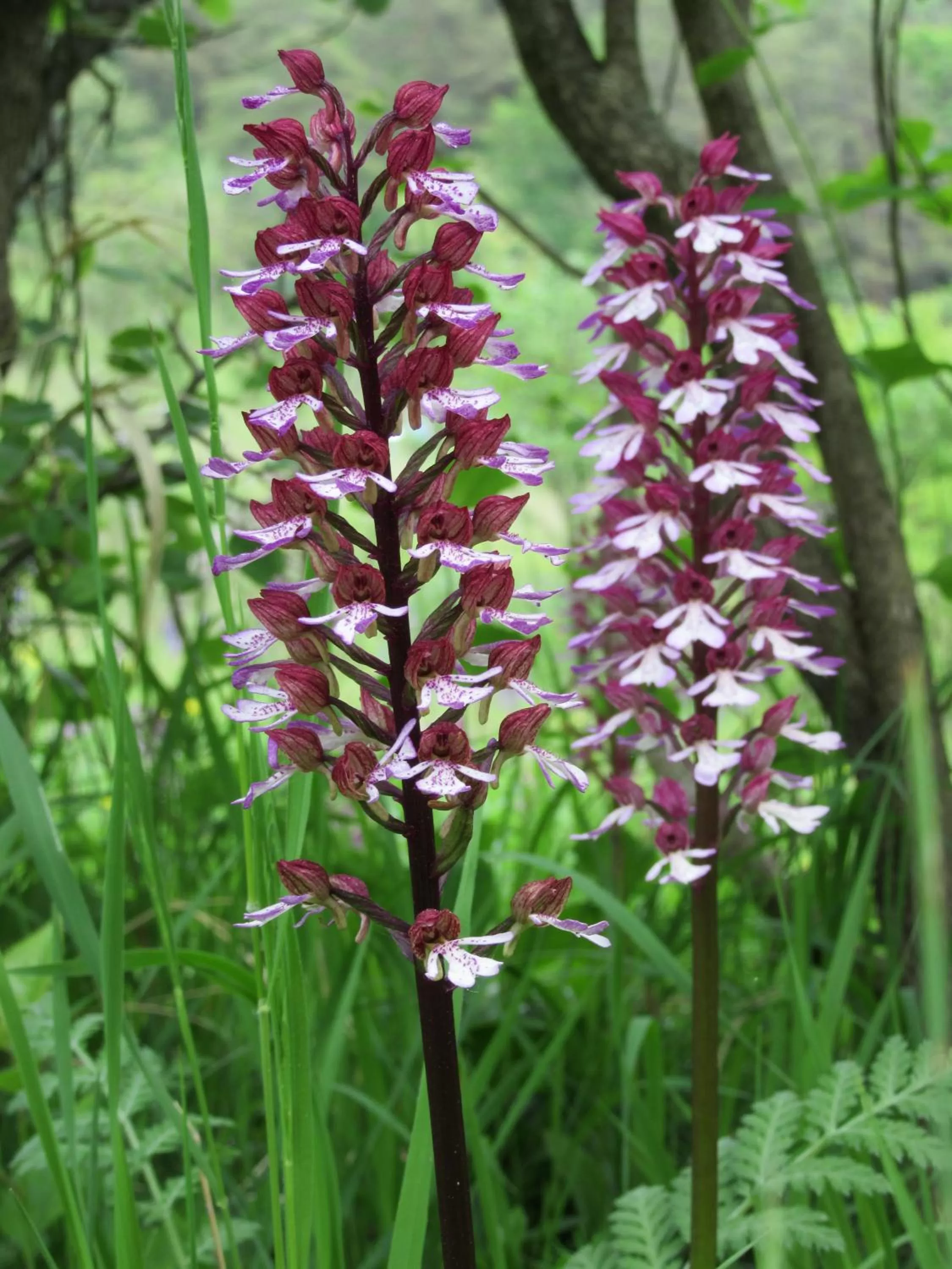 Natural landscape in Hotel Haus Orchideental Jena
