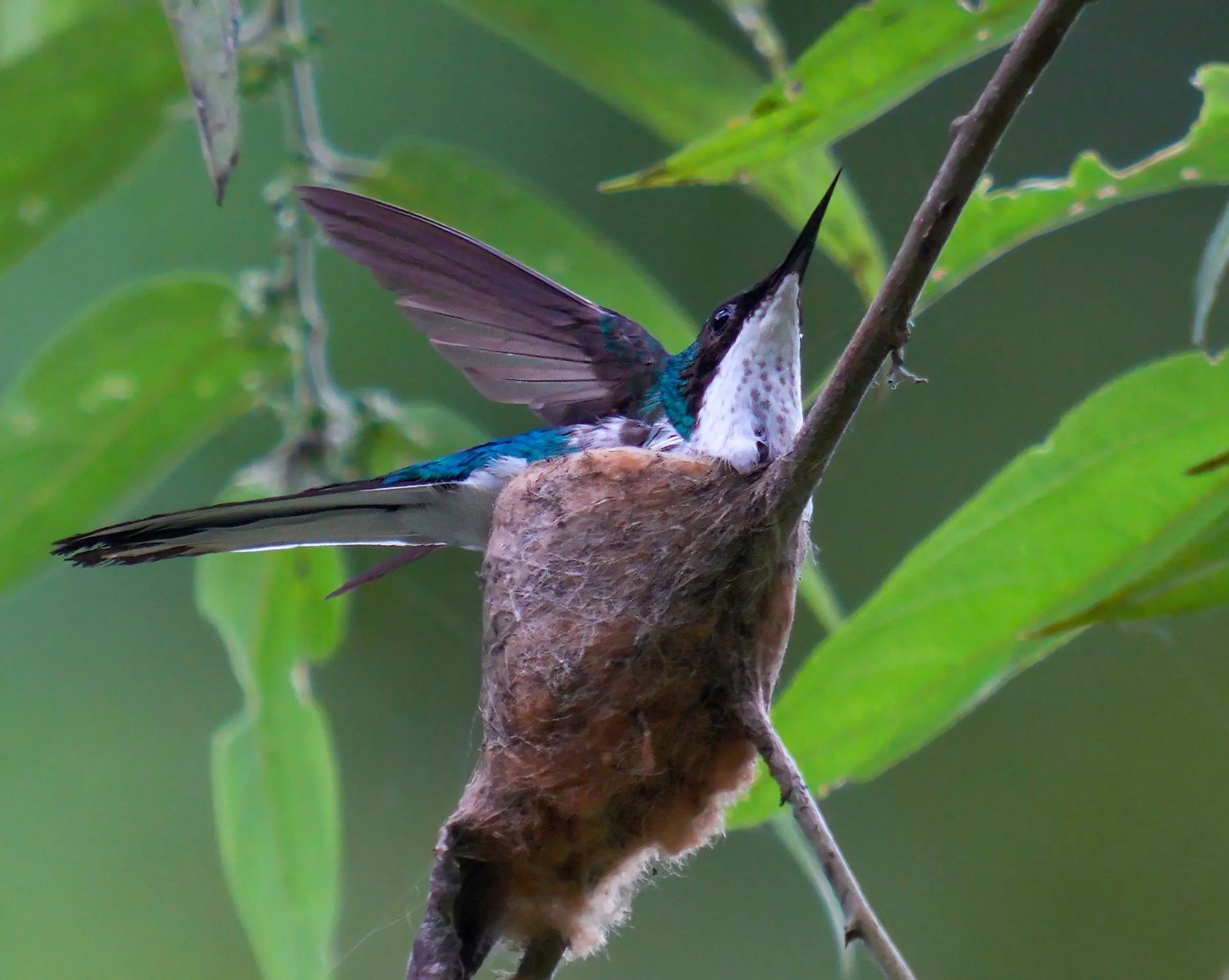 Garden, Other Animals in Arte de Plumas birding lodge
