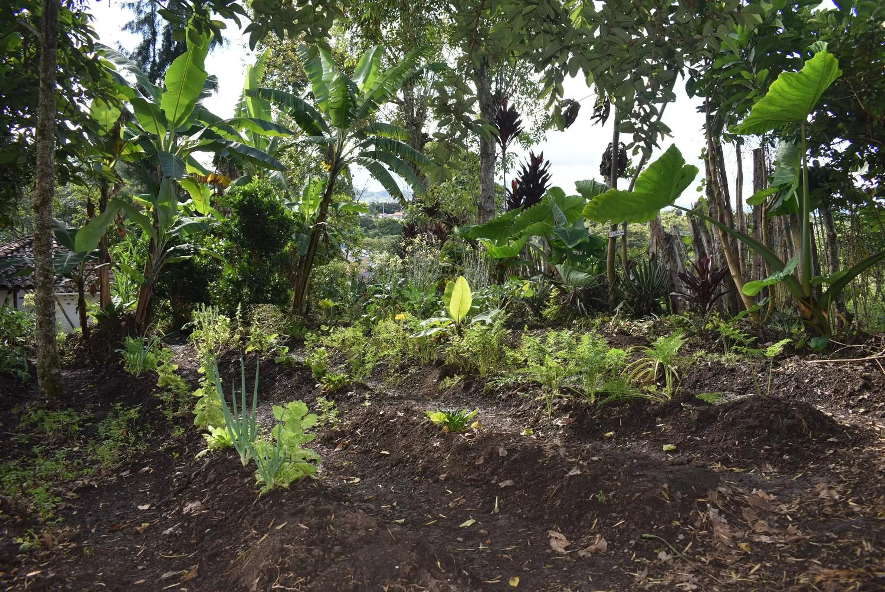 Natural landscape, Garden in Hotel La Casa de Francois