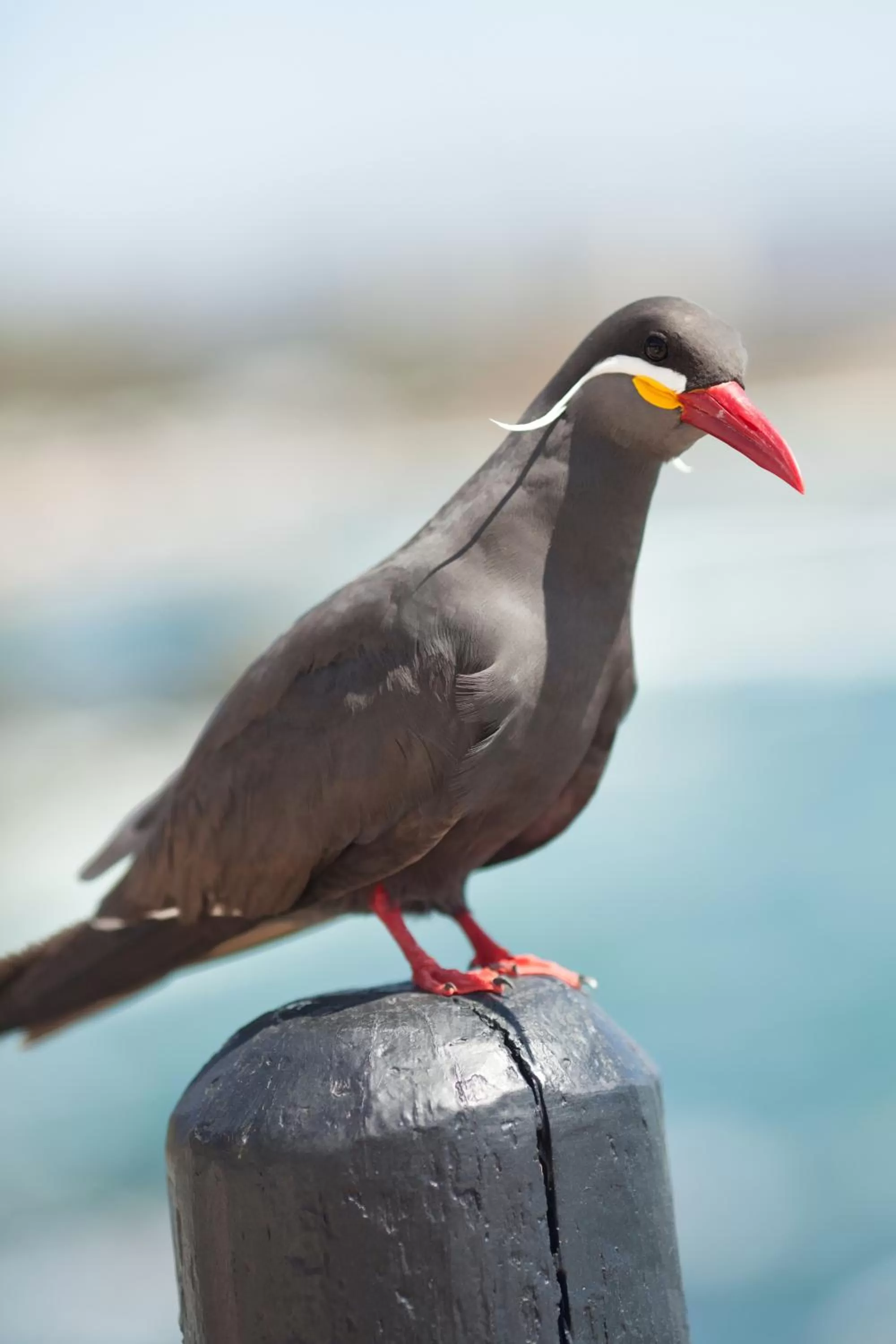 Natural landscape in Hotel Oceanic