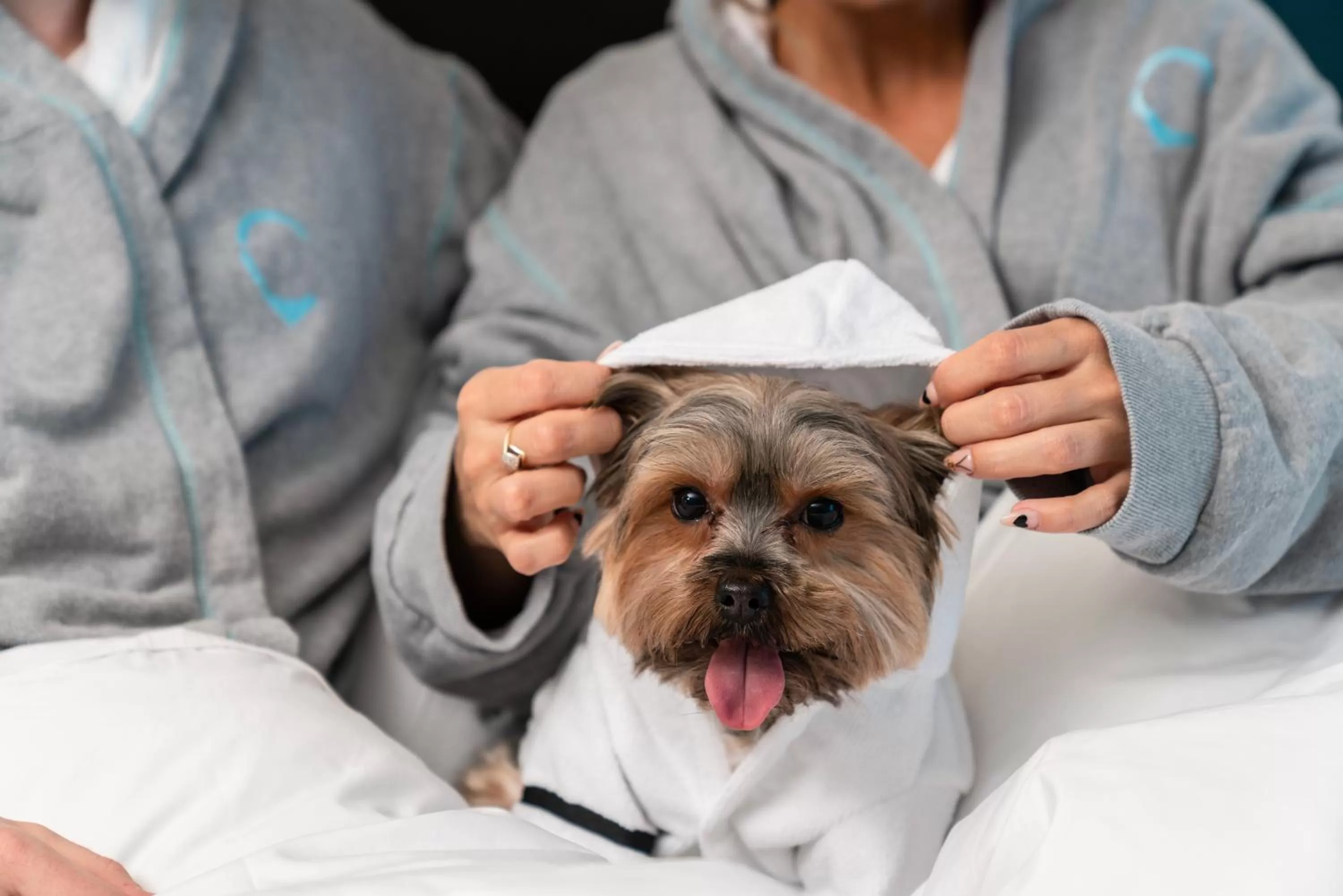 Pets in Hyatt Centric Brickell Miami