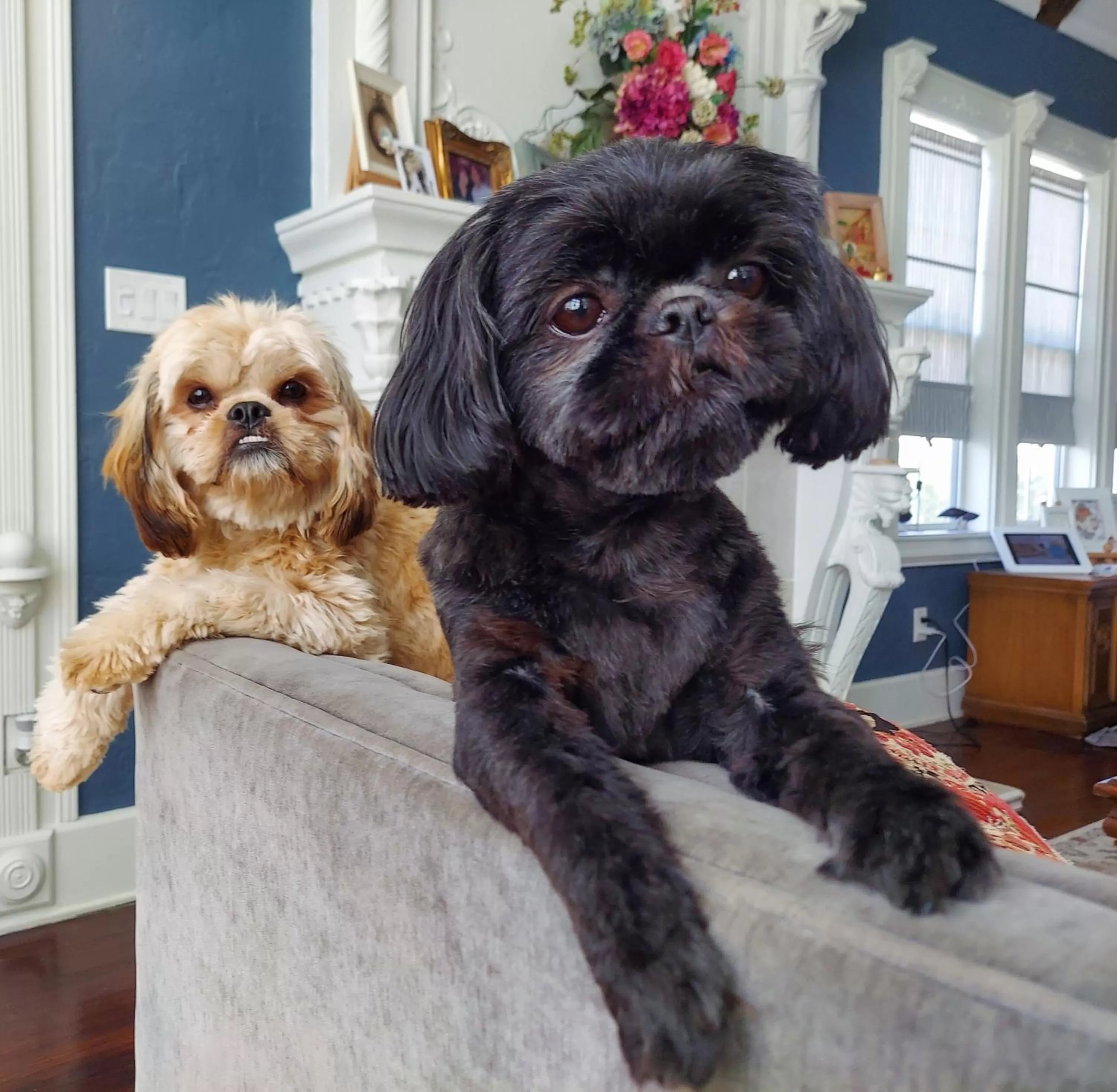 Pets in The Kenwood Gables Boutique B&B