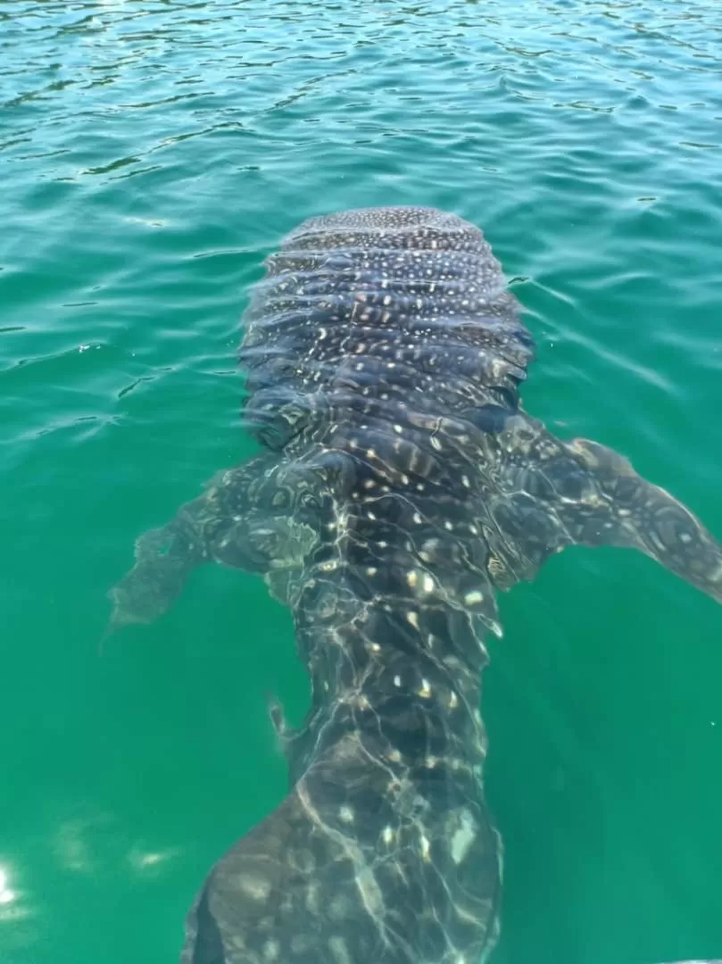 Other Animals in Dragon Pearl Beach Resort