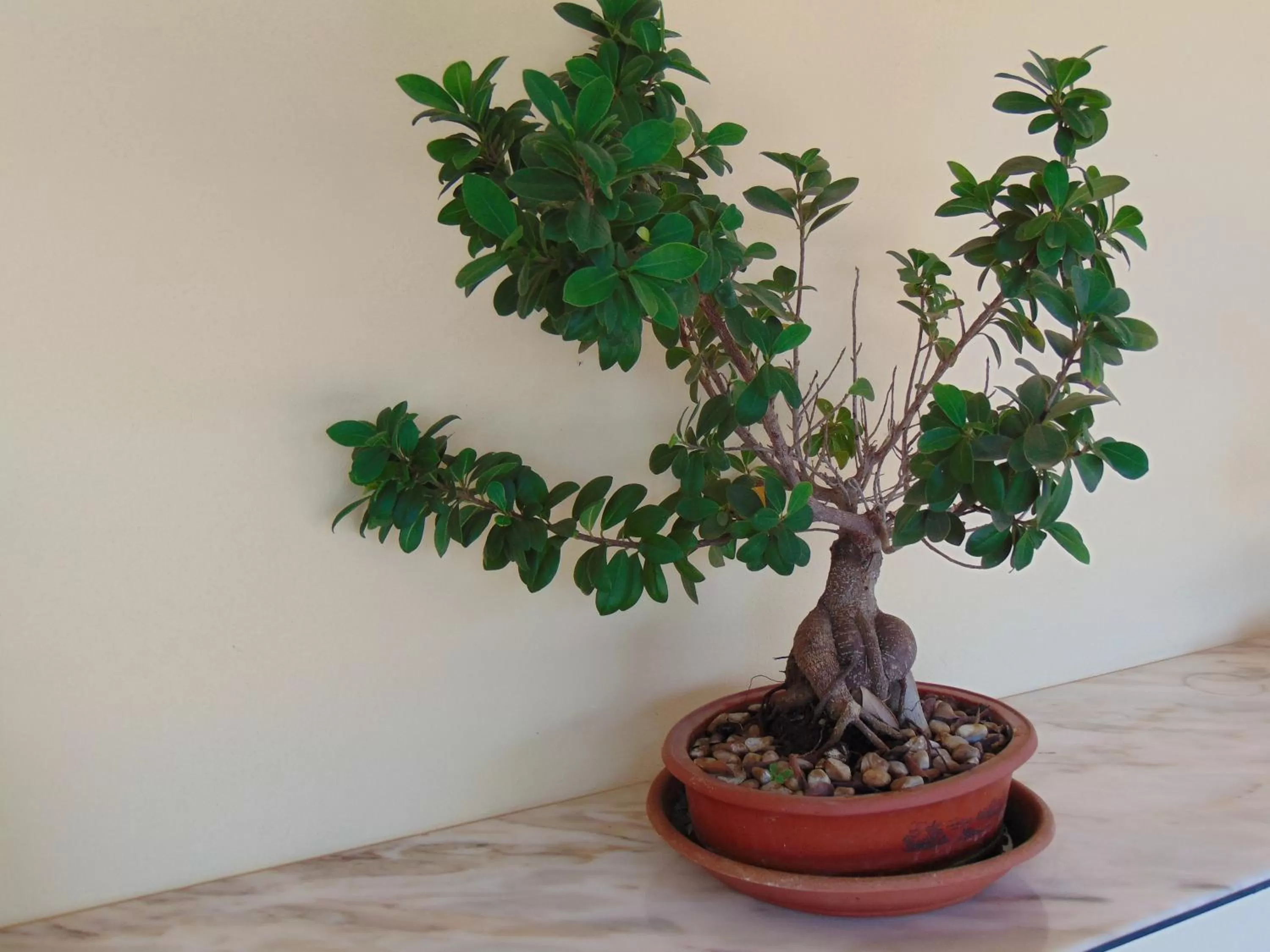 Garden in Villa Celeste B&B