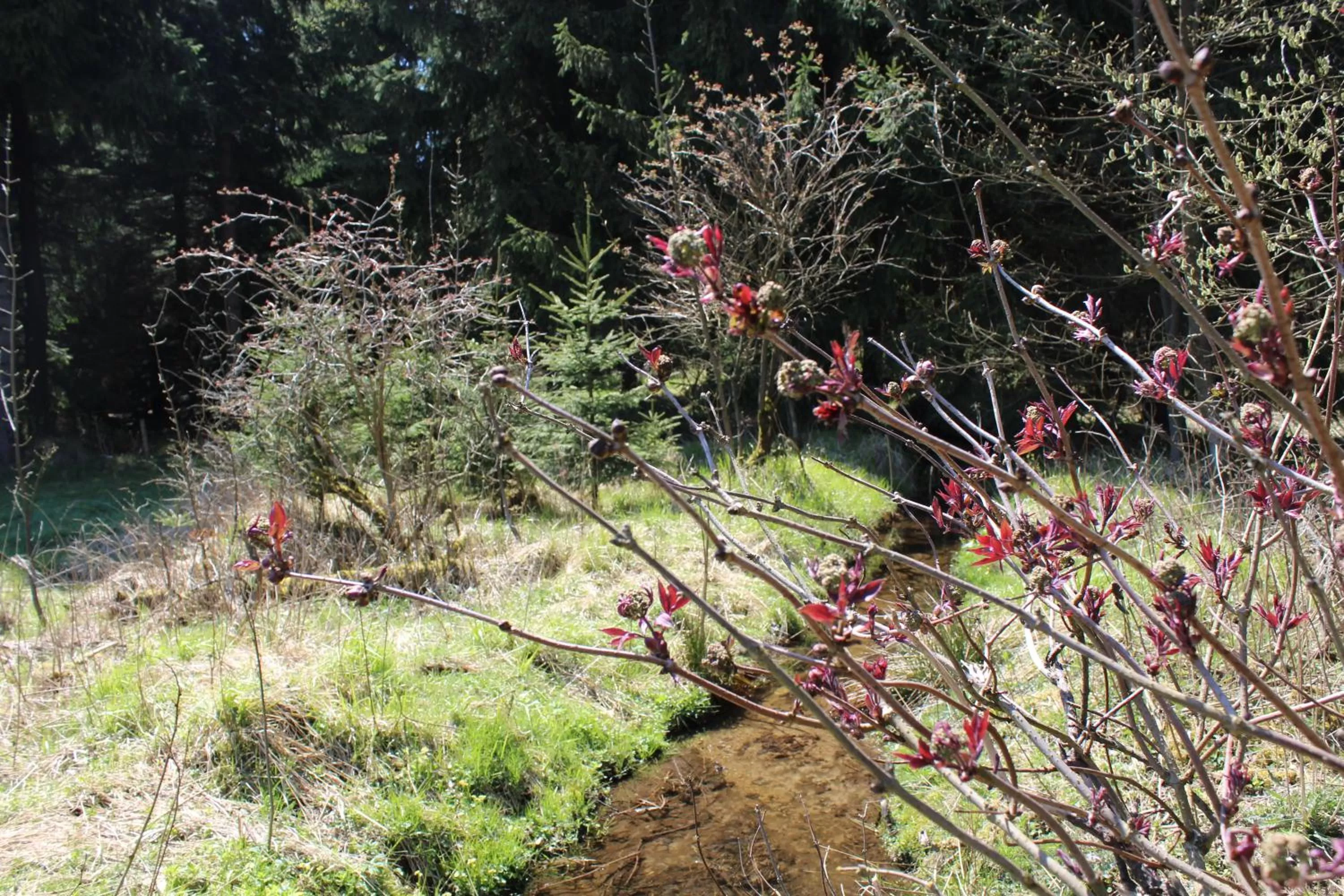 Natural Landscape in Waldgasthof Bad Einsiedel