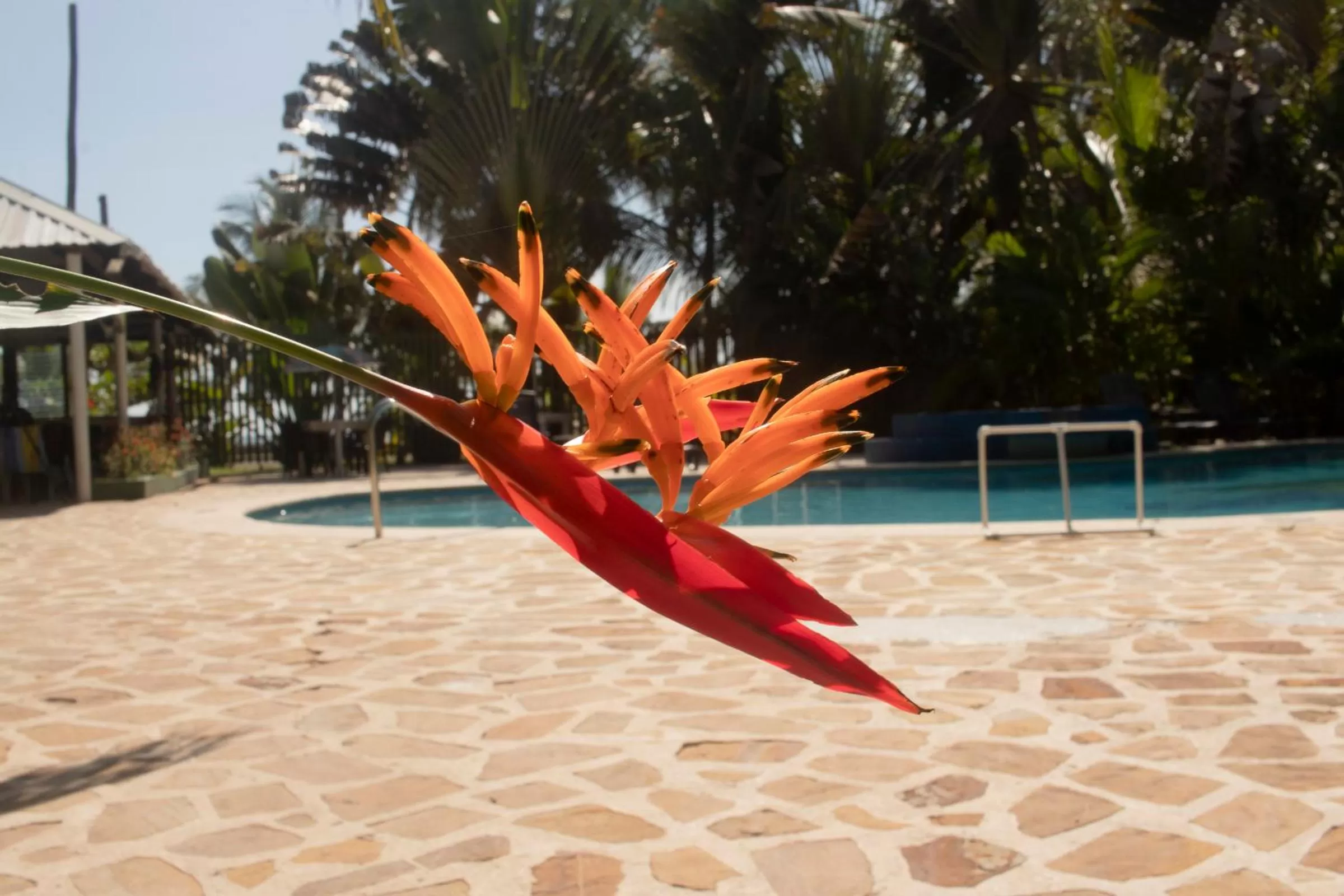 Swimming Pool in Hotel Playa Westfalia