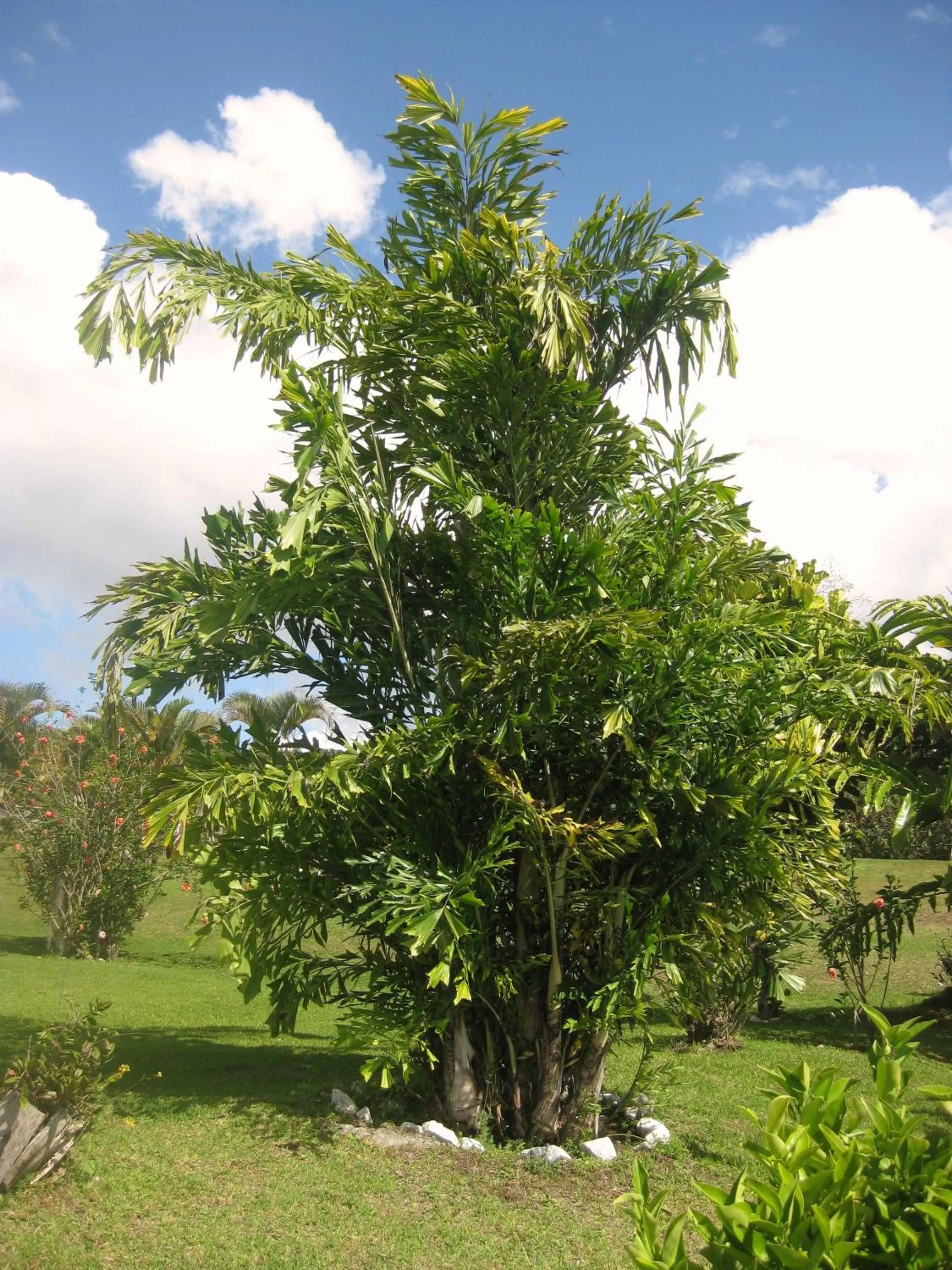Garden in Finca El Cielo