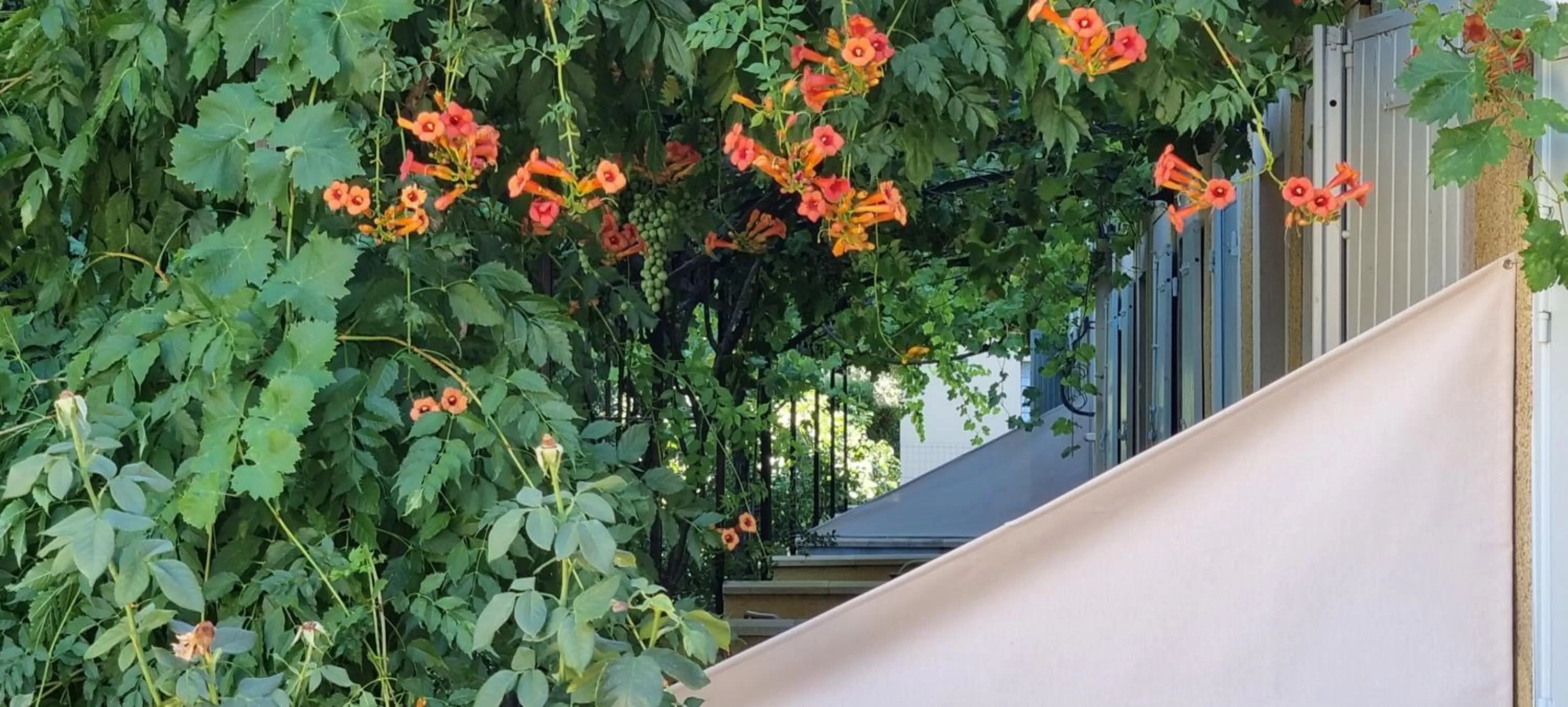 Garden, Balcony/Terrace in Appart'Hotel Festival Sud Aqua - Avignon TGV