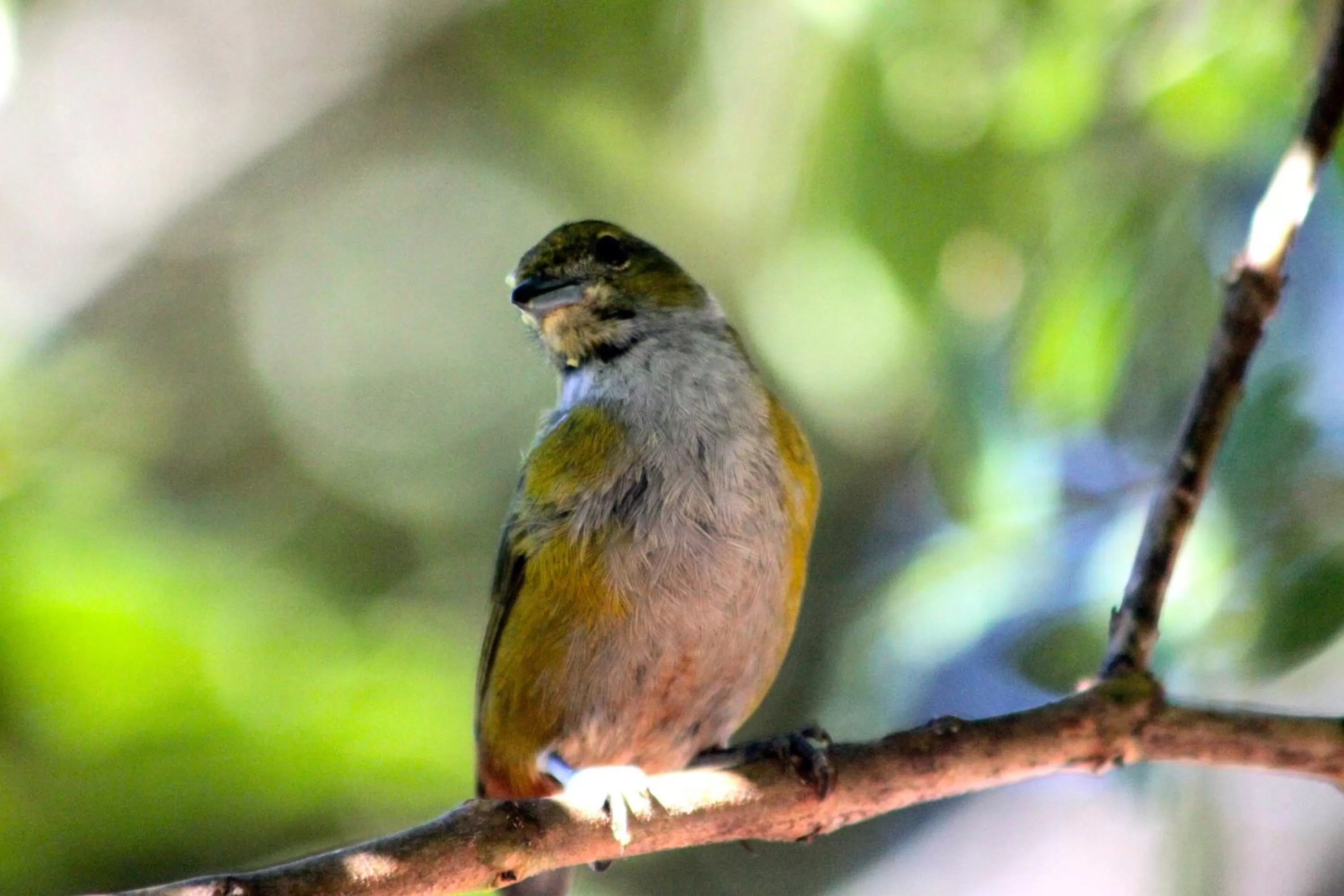 On site, Other Animals in Pousada da Rosa