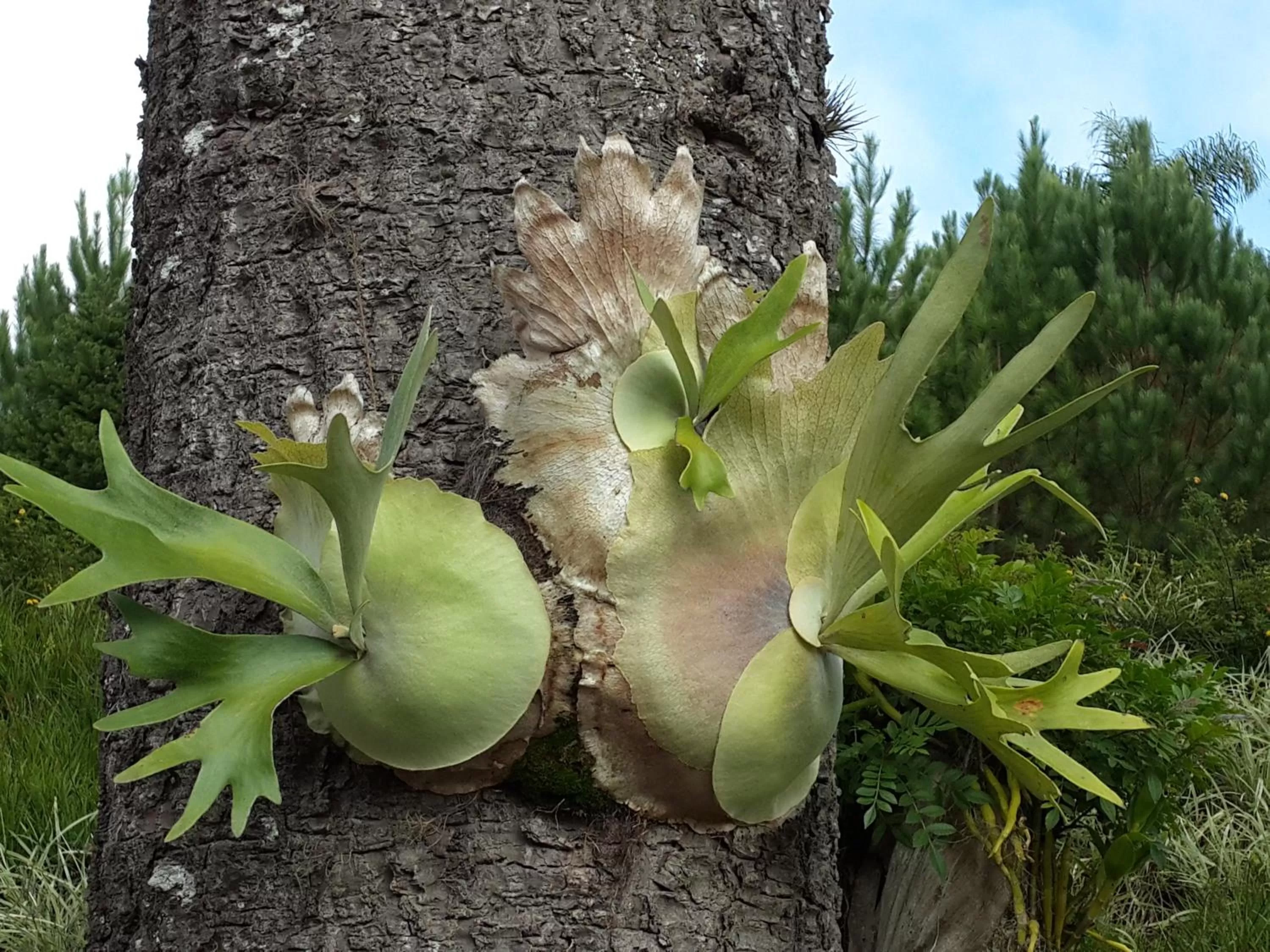 Day in Bina's Haus Pousada, Cafeteria e Atelier