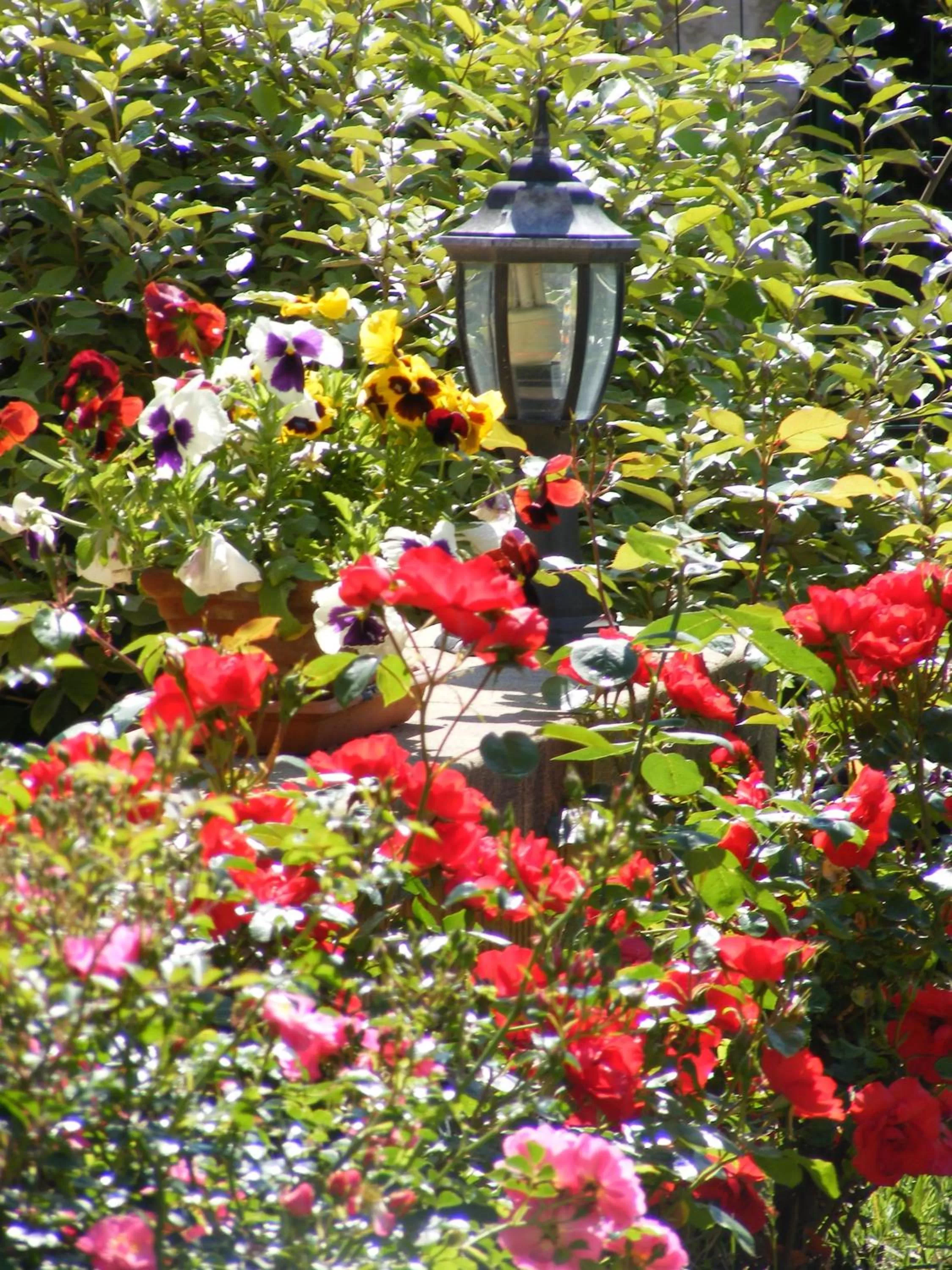 Garden in Logis Hôtel Le Cygne