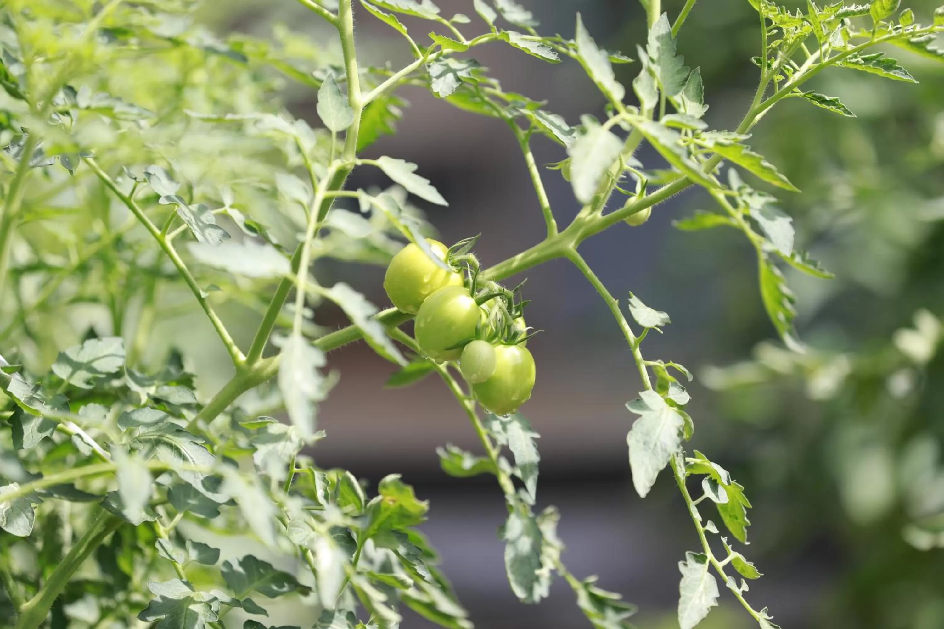 Food in Ella Planters Bungalow
