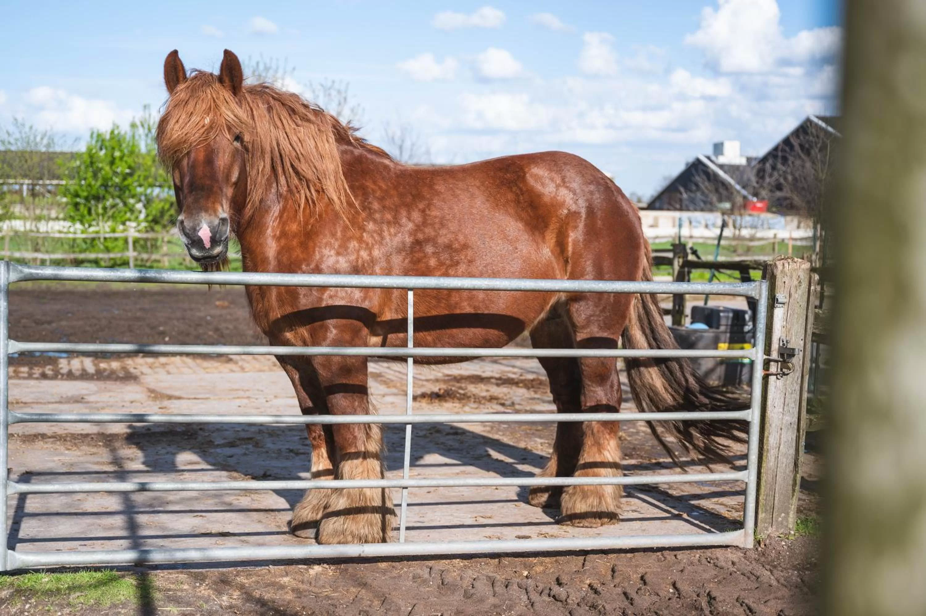 View (from property/room), Other Animals in Hotel-Herberg D'n Dries