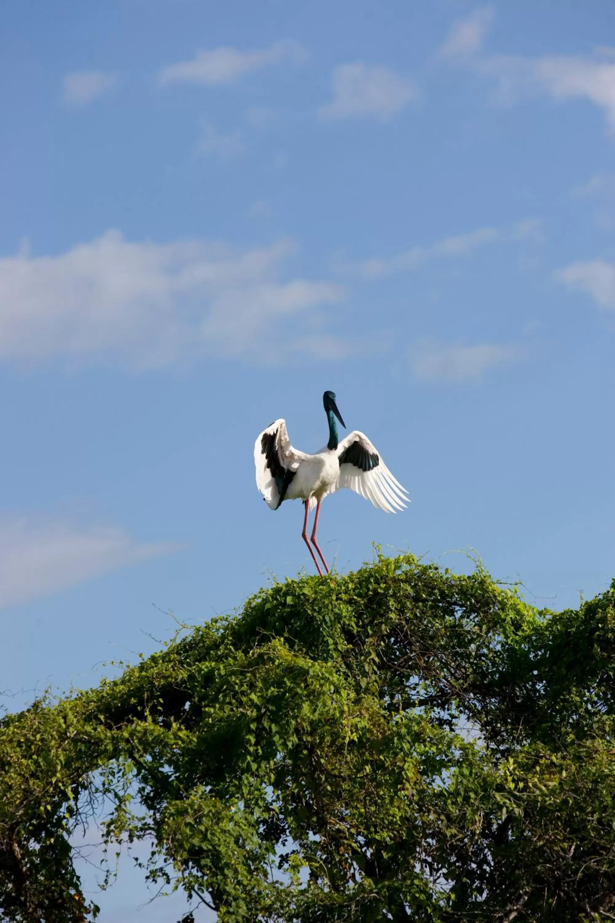Animals in Mercure Kakadu Crocodile