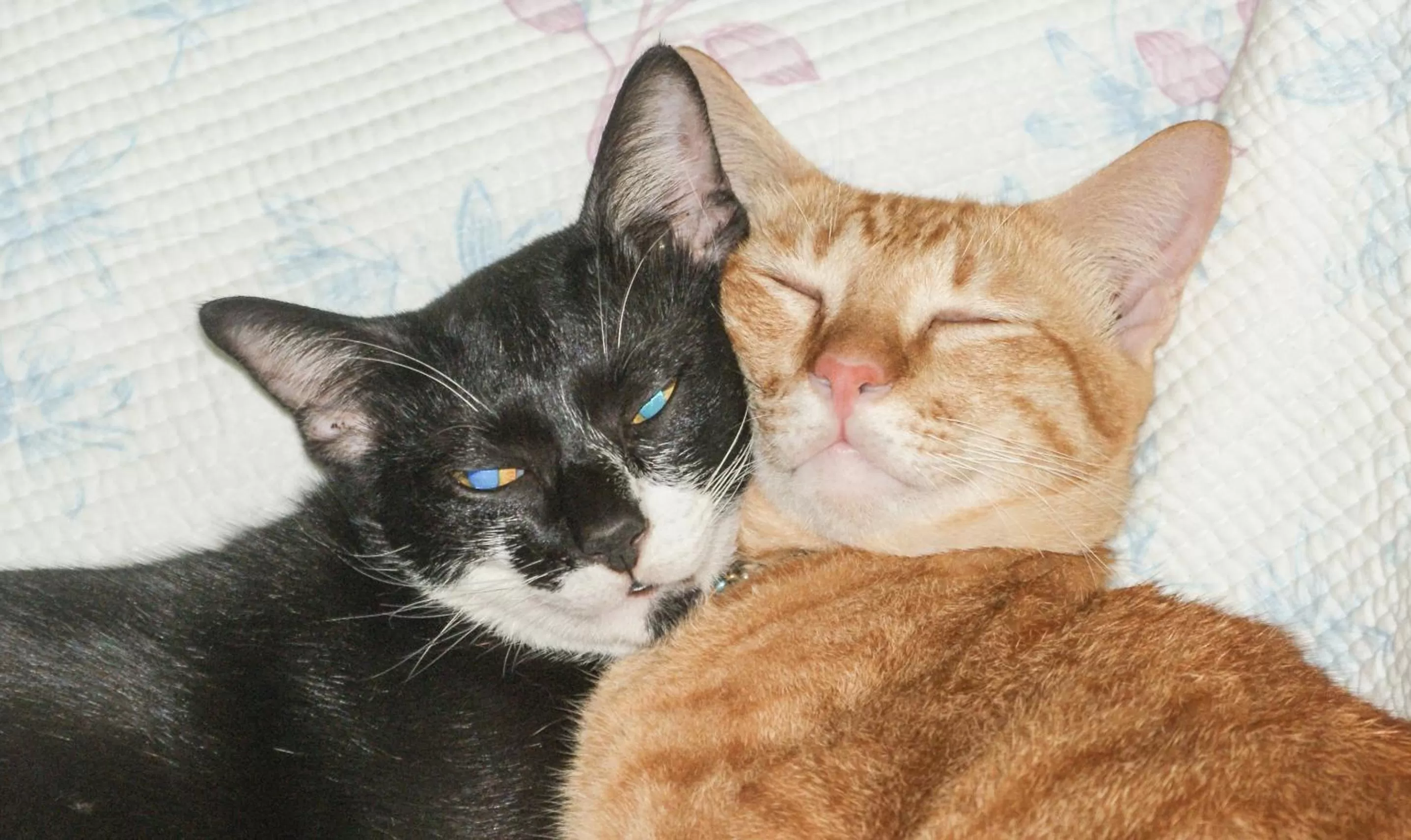 Pets, Children in Rock Inn Bailan