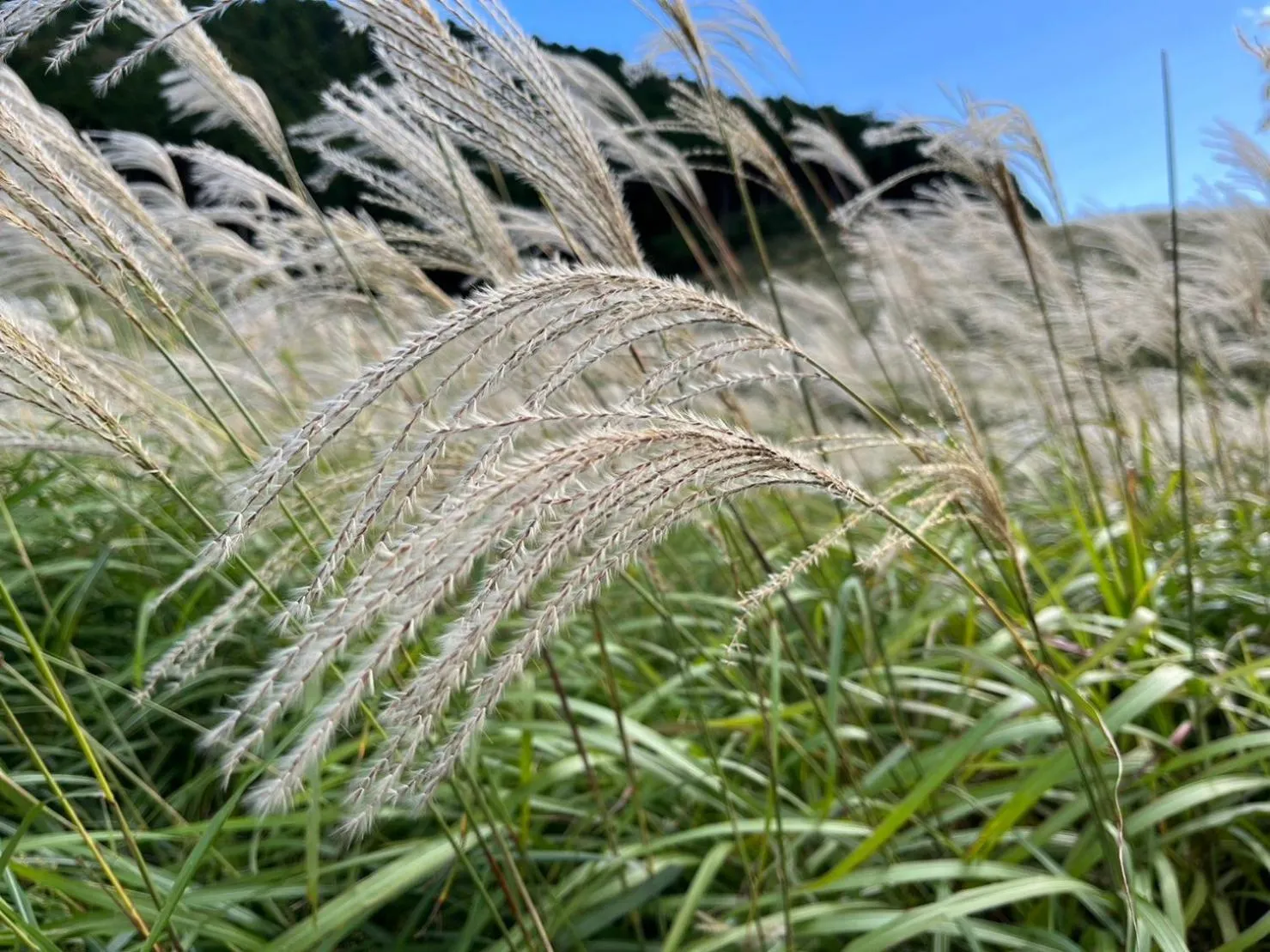 Nearby landmark in Fuji-Hakone Guest House