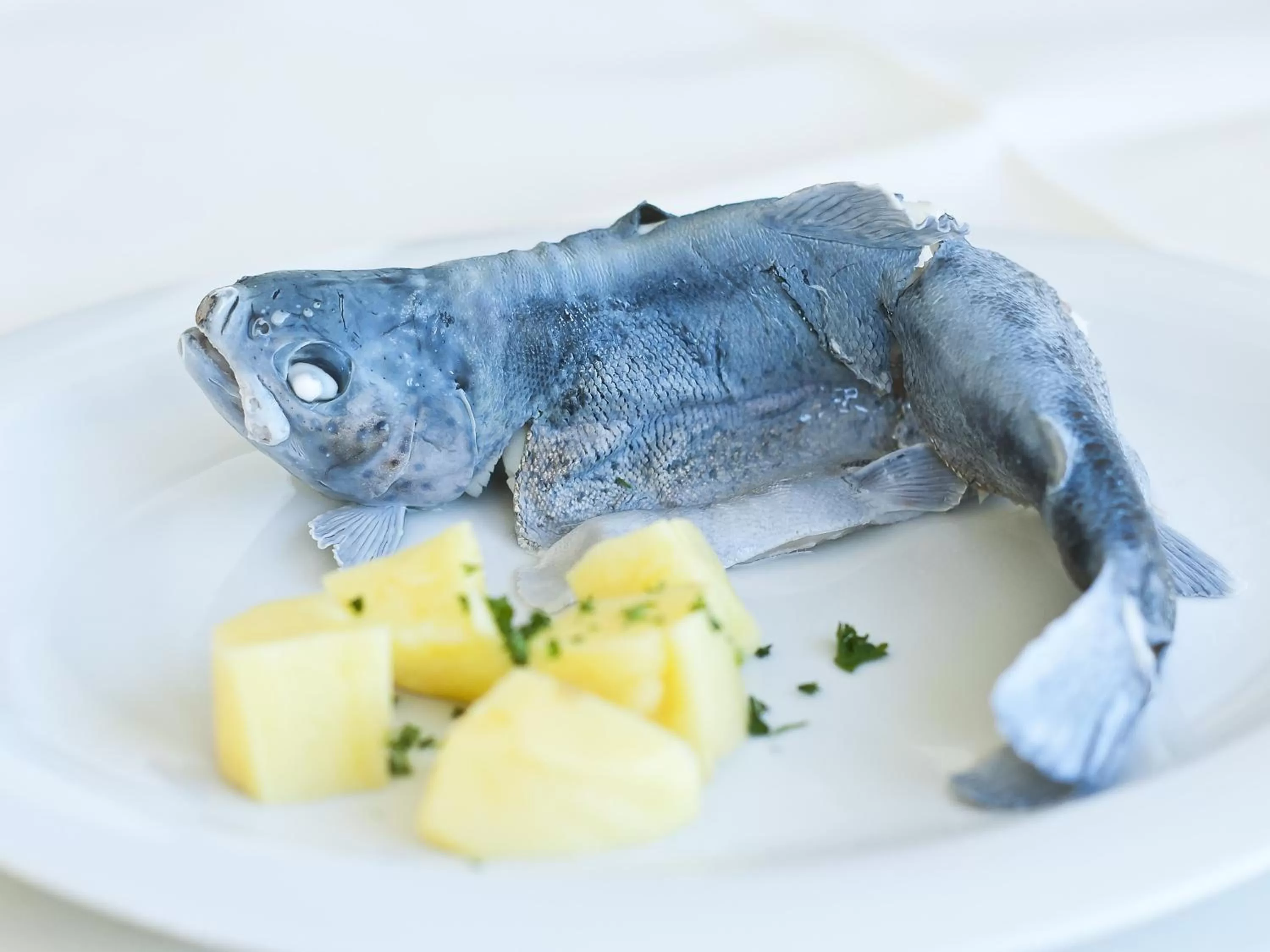 Other, Other Animals in Gasthaus Linde