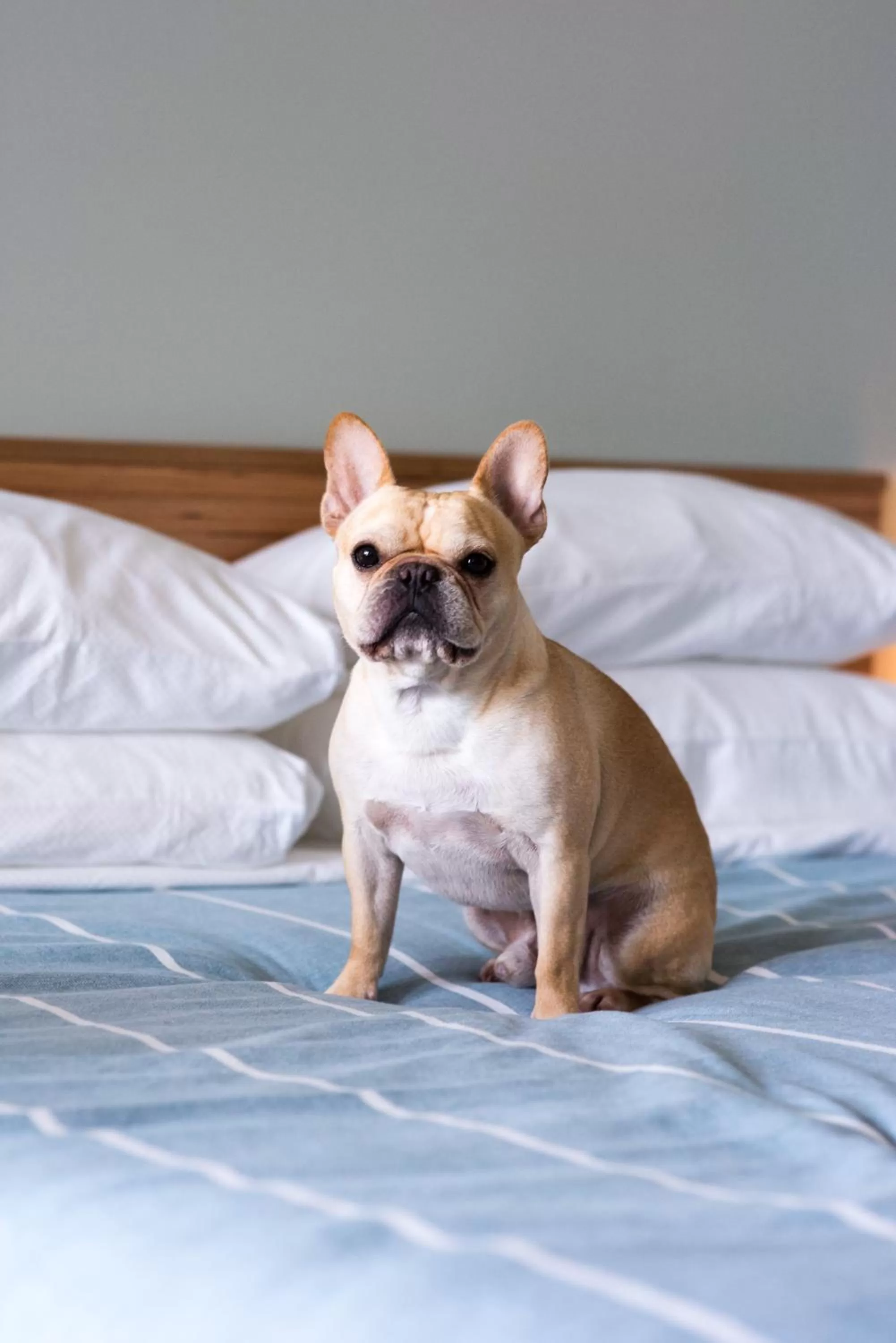 Pets, Bed in East Austin Hotel