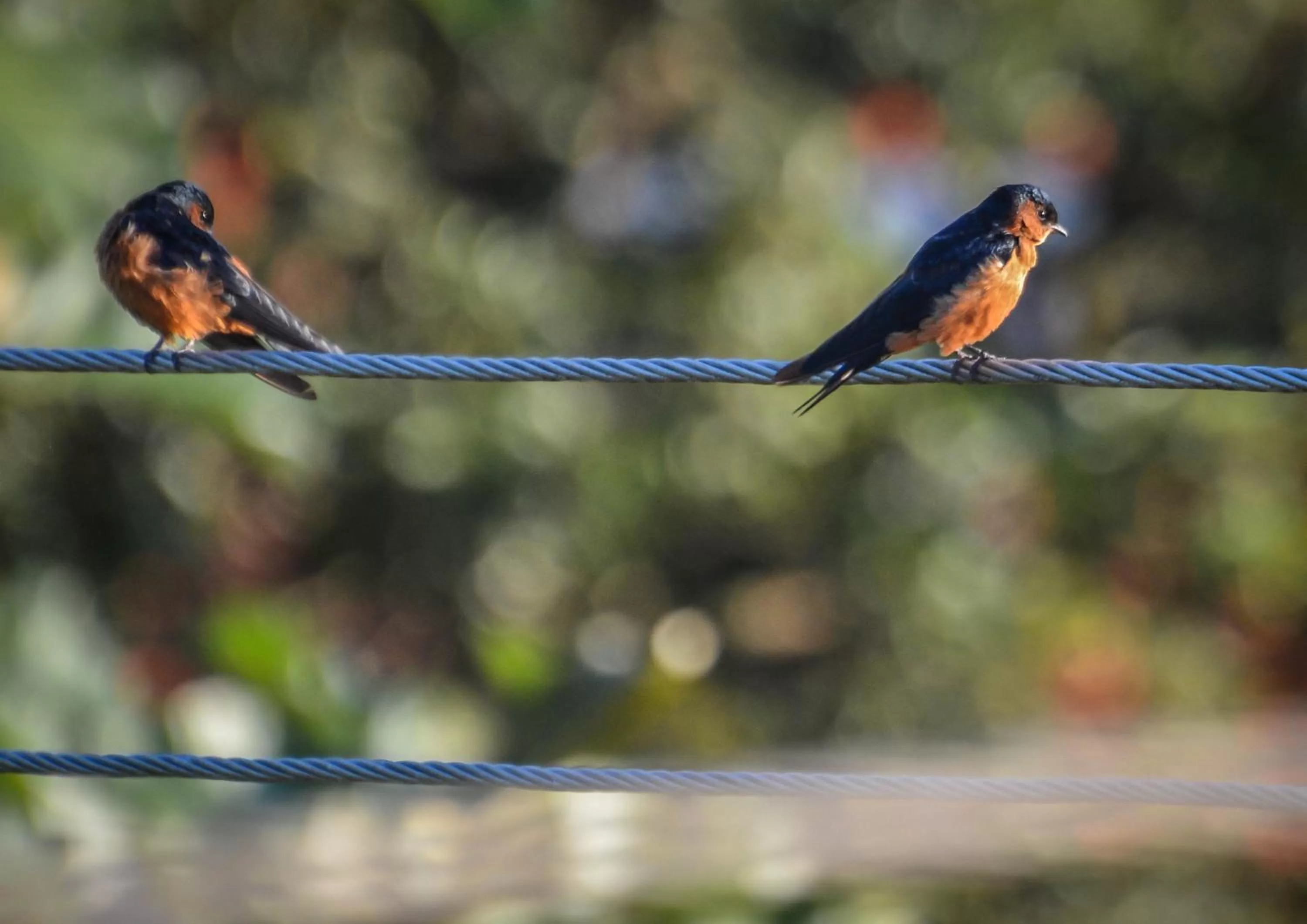 Animals in Elegant Hotel