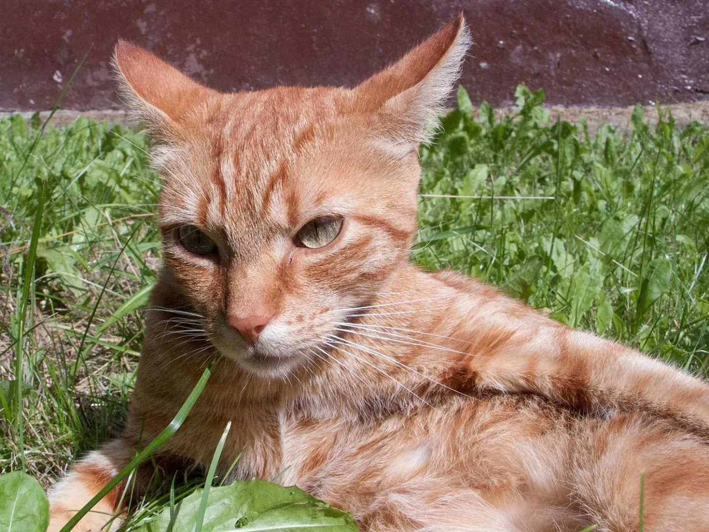 Pets in Dom na Mazurach Pilec