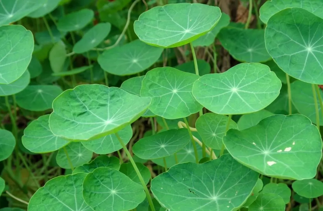 Restaurant/places to eat in Cinco Hotel B&B