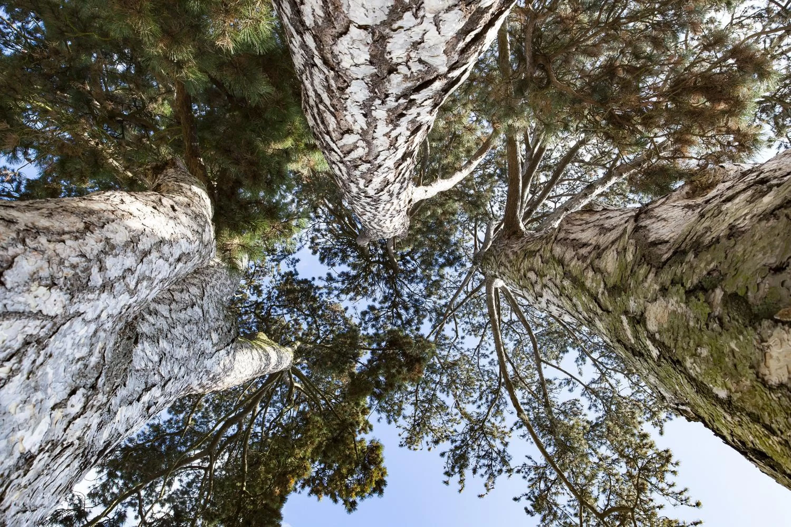 Garden in Kurhaushotel Bad Salzhausen