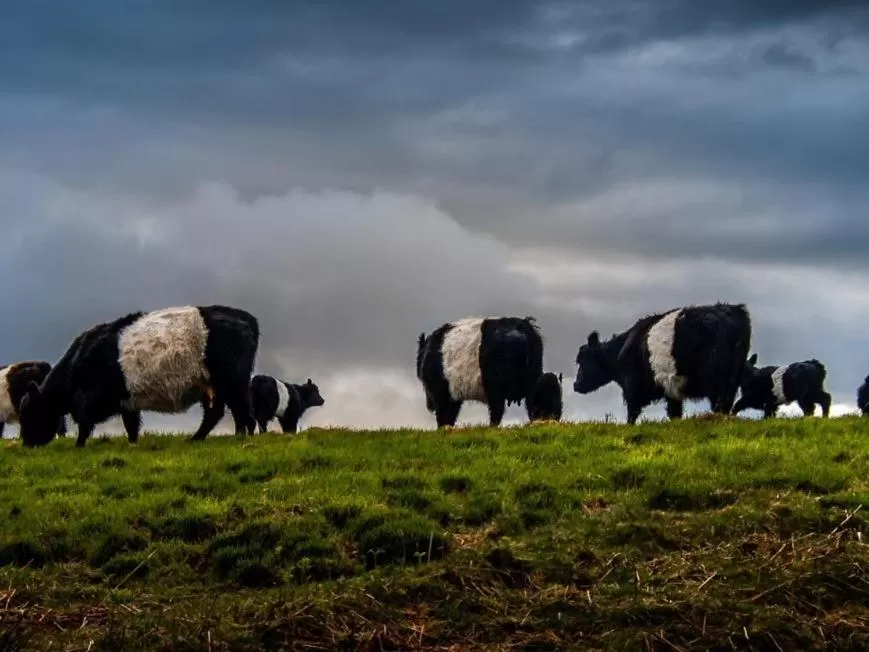 Activities, Other Animals in Nithbank Country Estate 5 Star GOLD