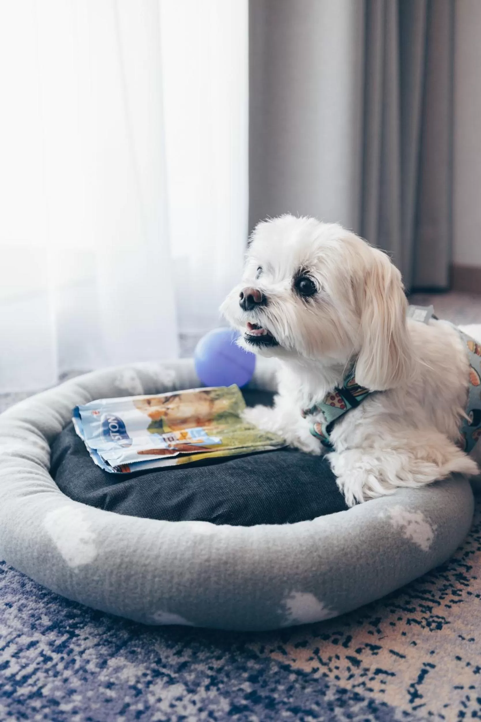 Animals, Pets in Hotel Wellness Medical Spa Unitral