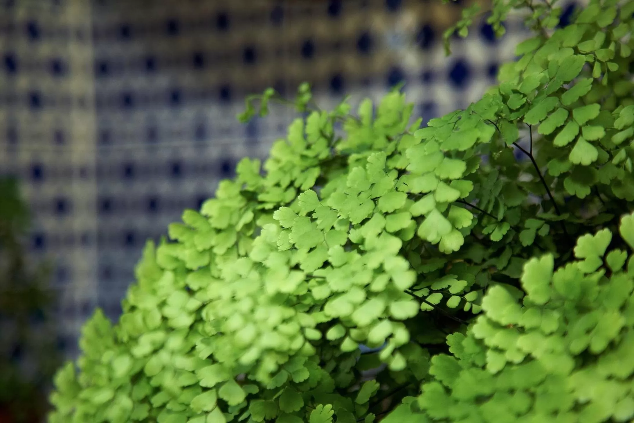 Other in Hotel Emblemático San Agustin