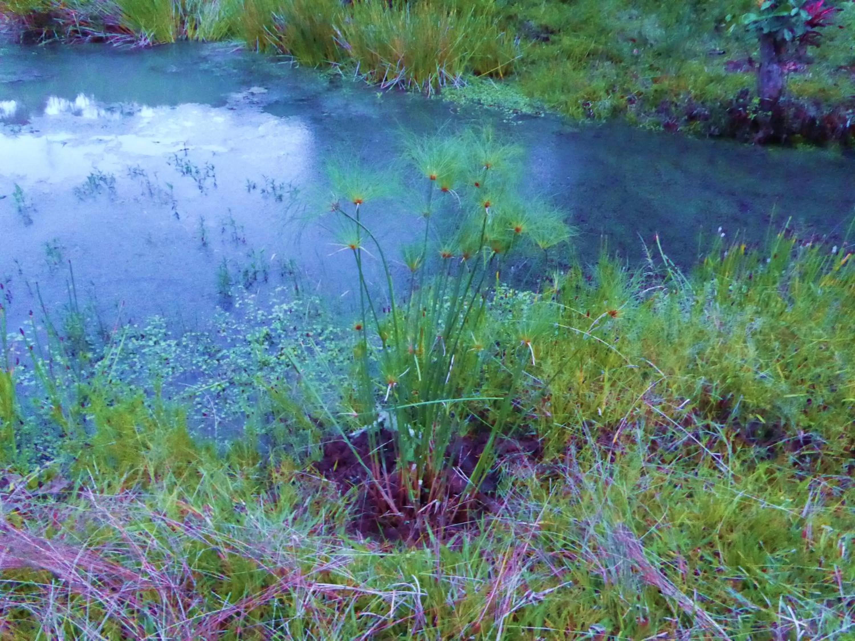 Garden, Natural Landscape in Finca El Cielo