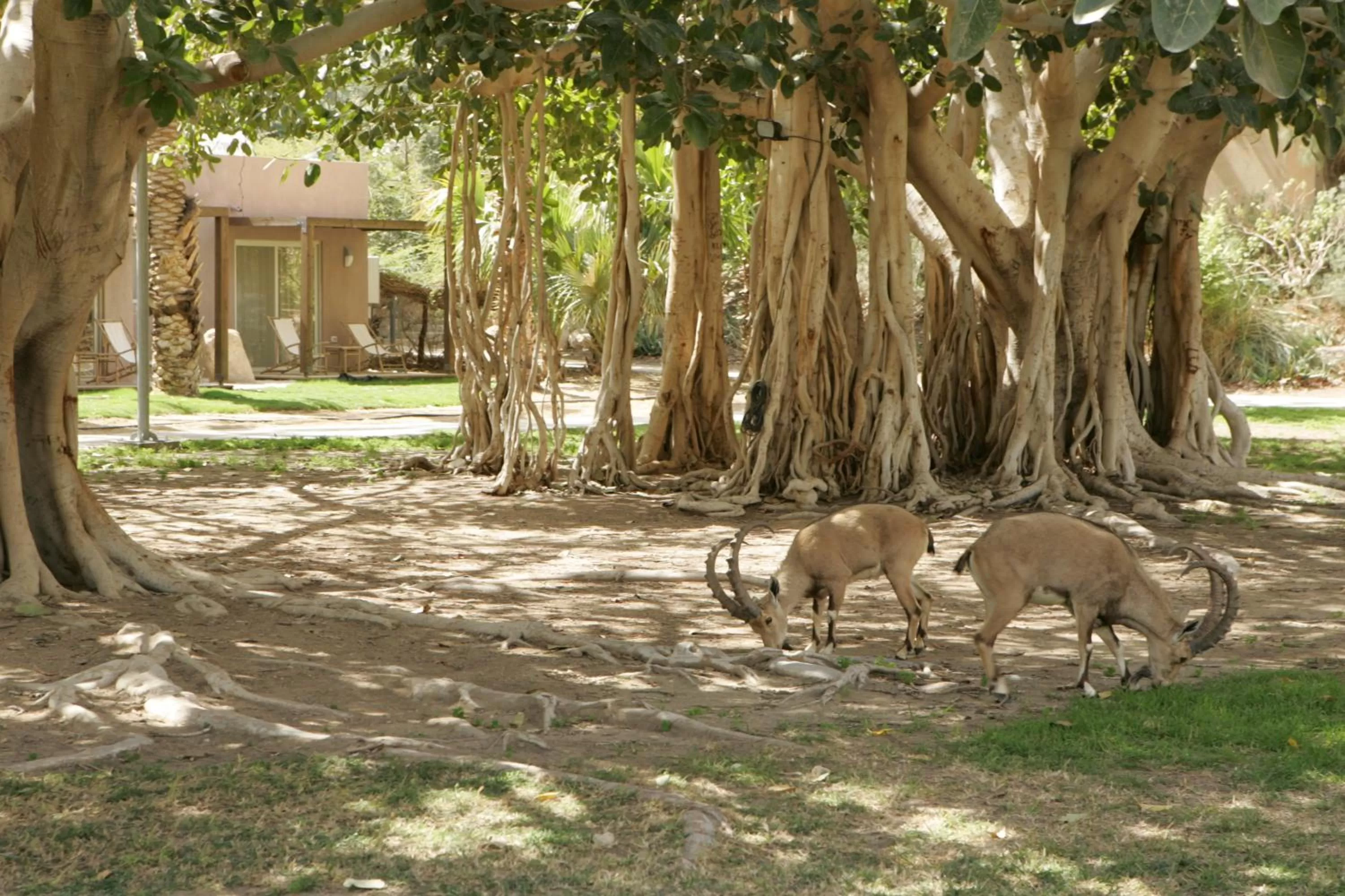 Garden view in Ein Gedi Kibbutz Hotel