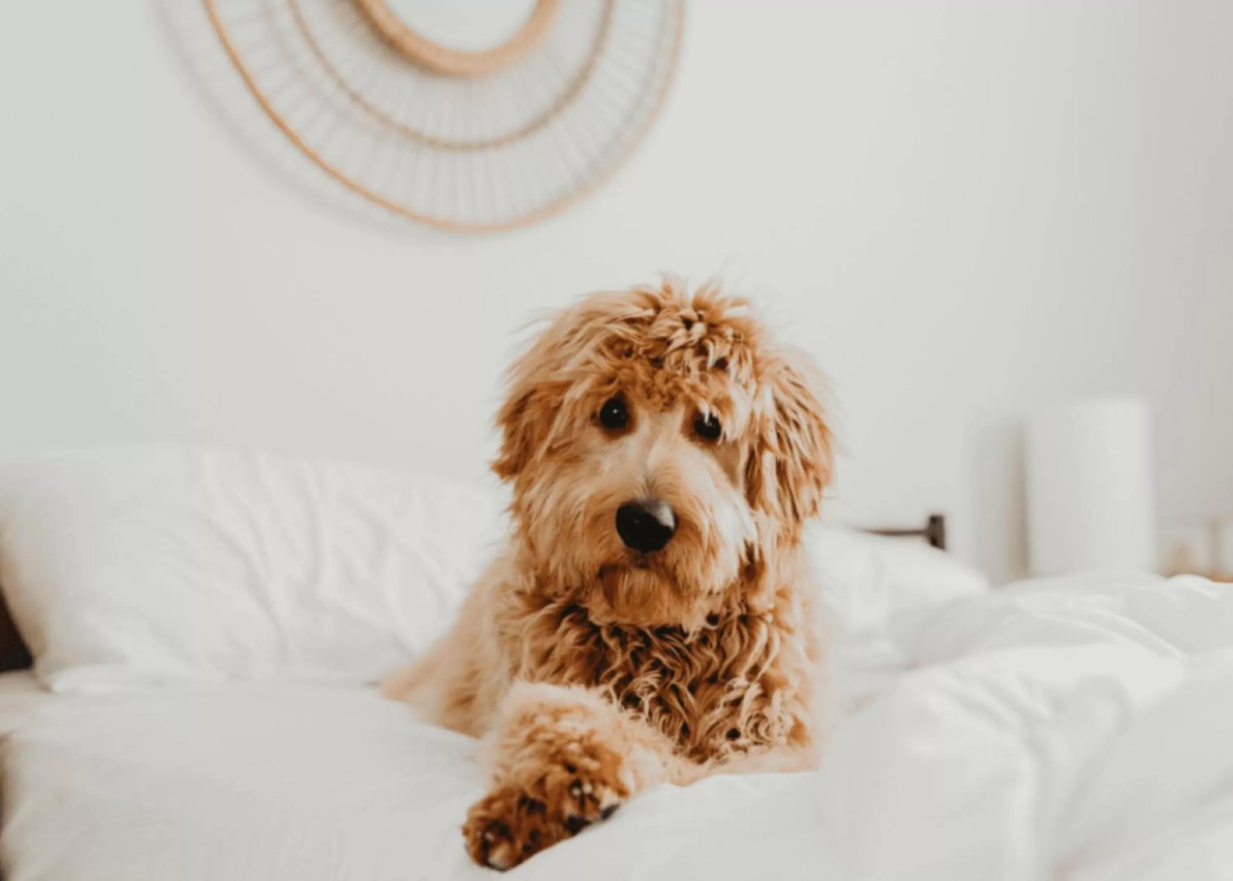 Pets, Bed in Wingate by Wyndham Gunnison Near Western Colorado University