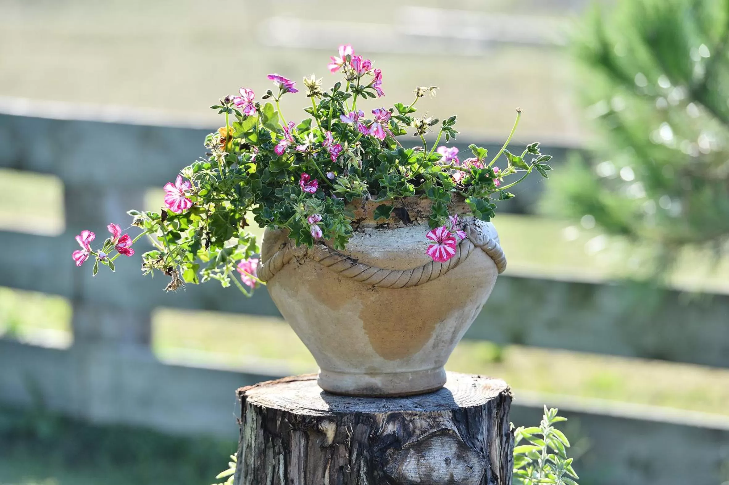 Mas de la Grenouillère Hôtel et Centre équestre en pleine nature