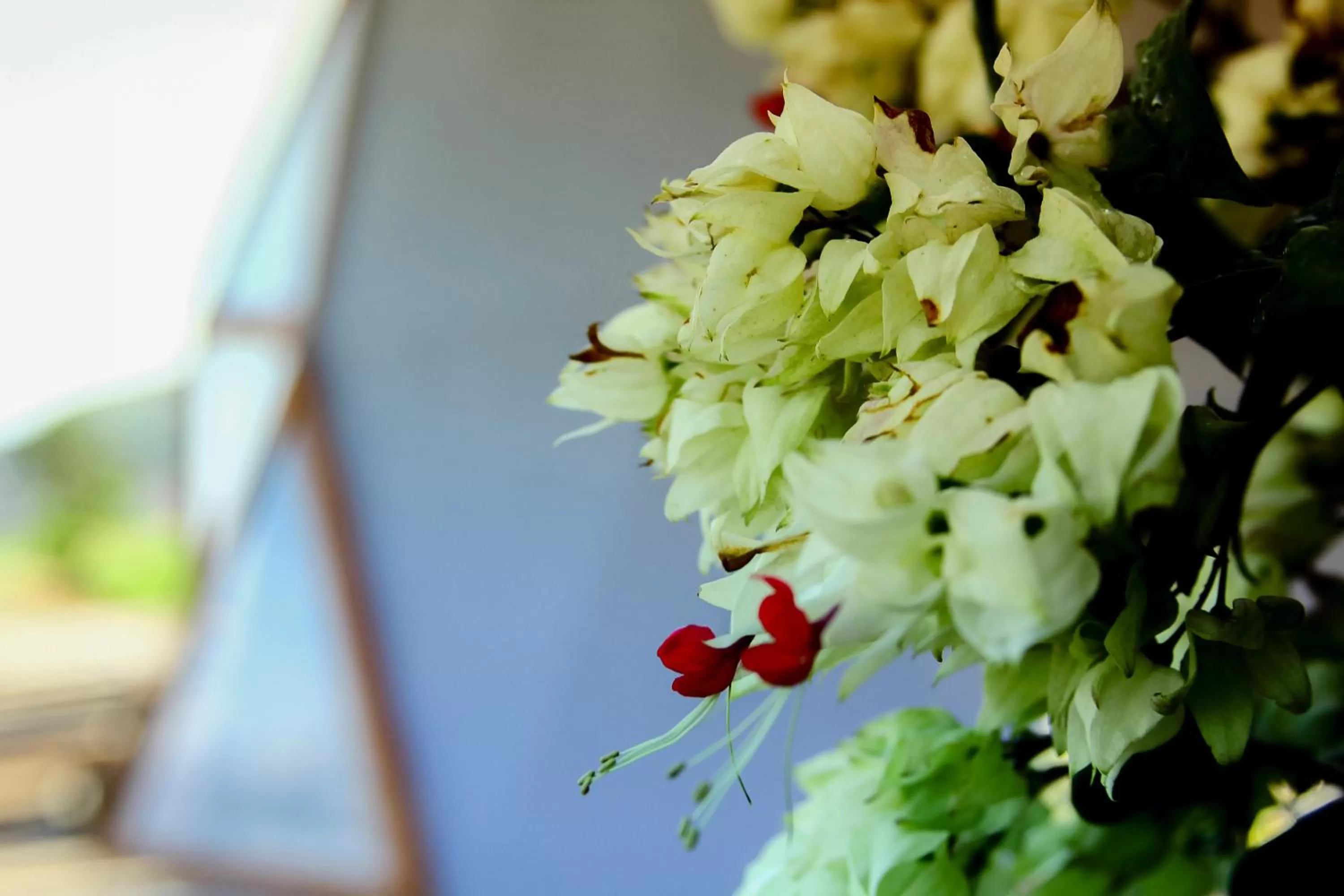 Photo of the whole room in Serrania del Viento