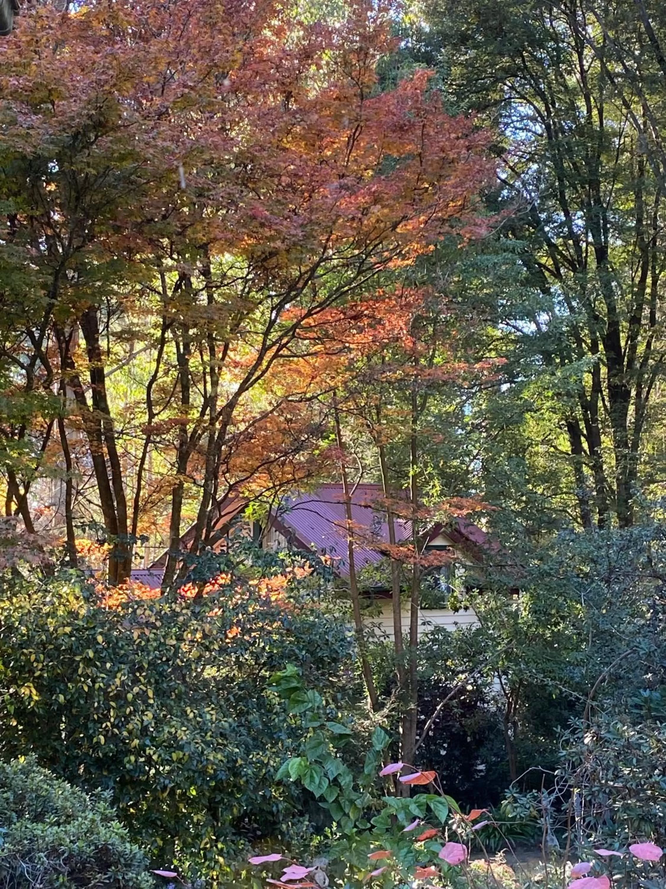 Spring in Cambridge Cottages