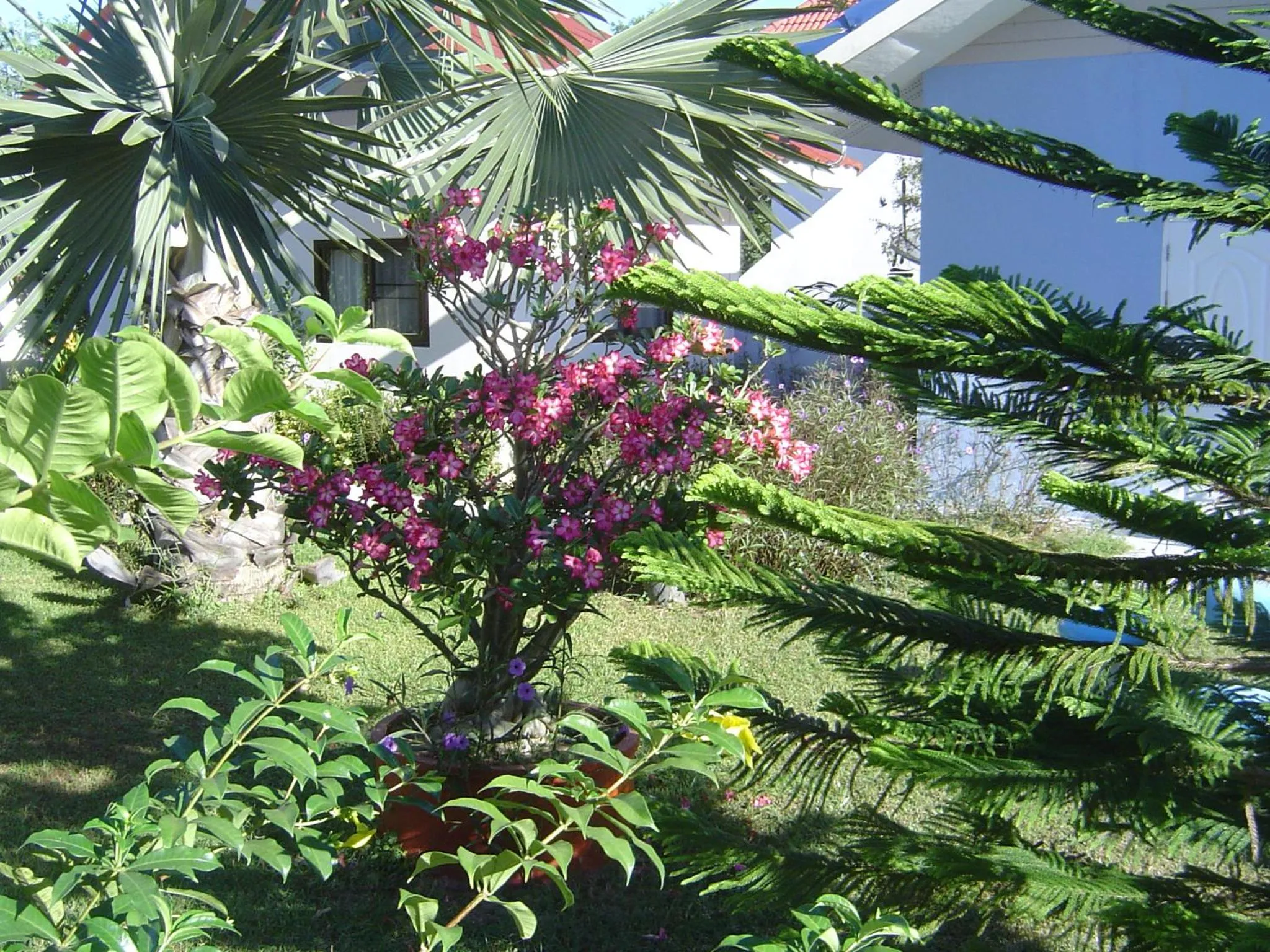 Garden in Mini-golf **** & Resort Ubon Ratchathani