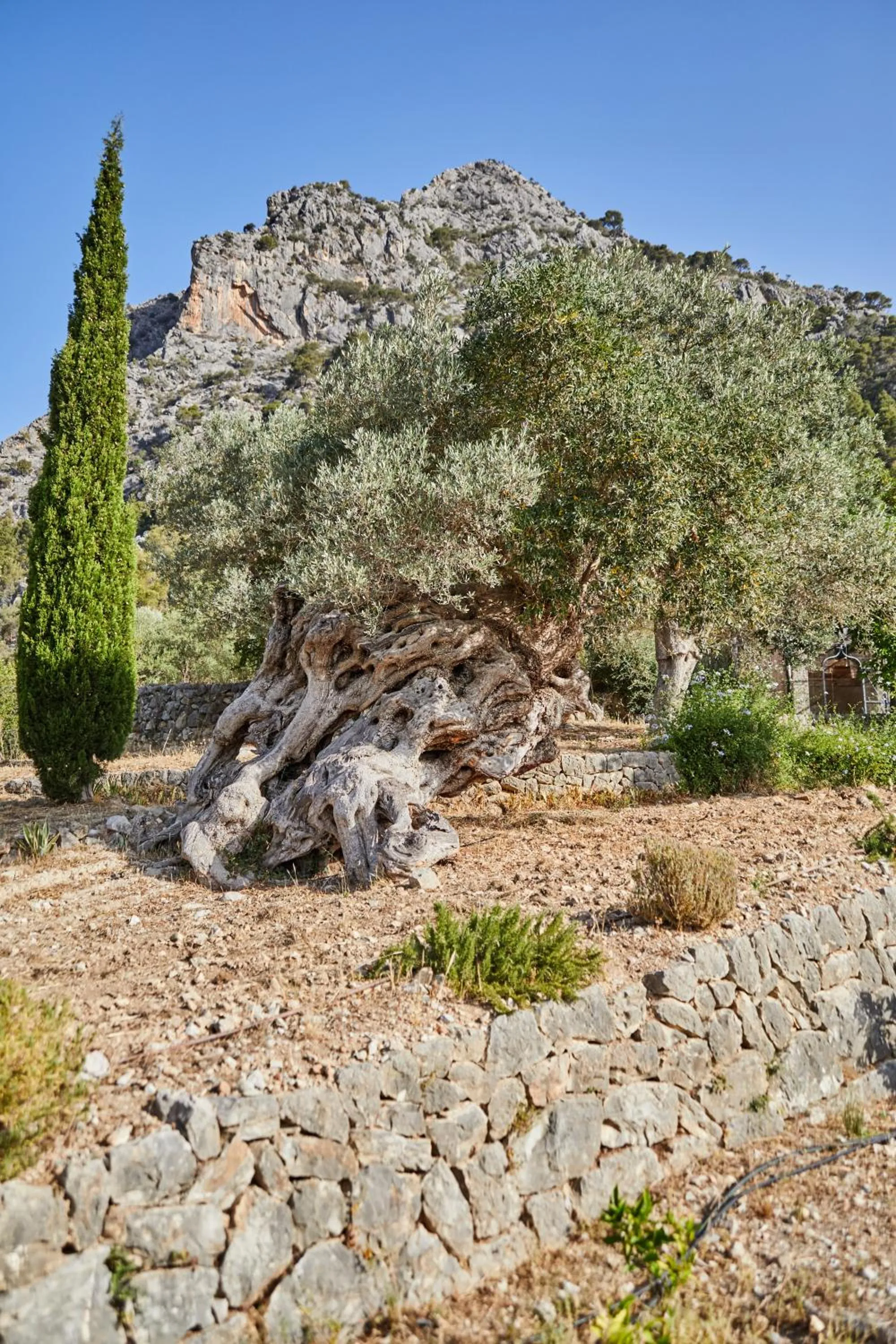 Other in Agroturismo Alquería Blanca