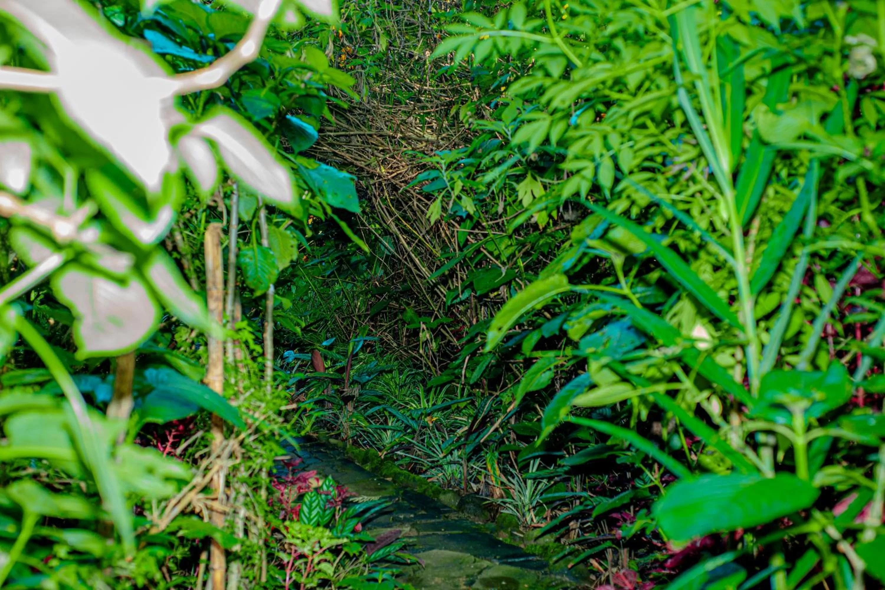 Garden, Other Animals in Fravan Eco Resort By Apogee