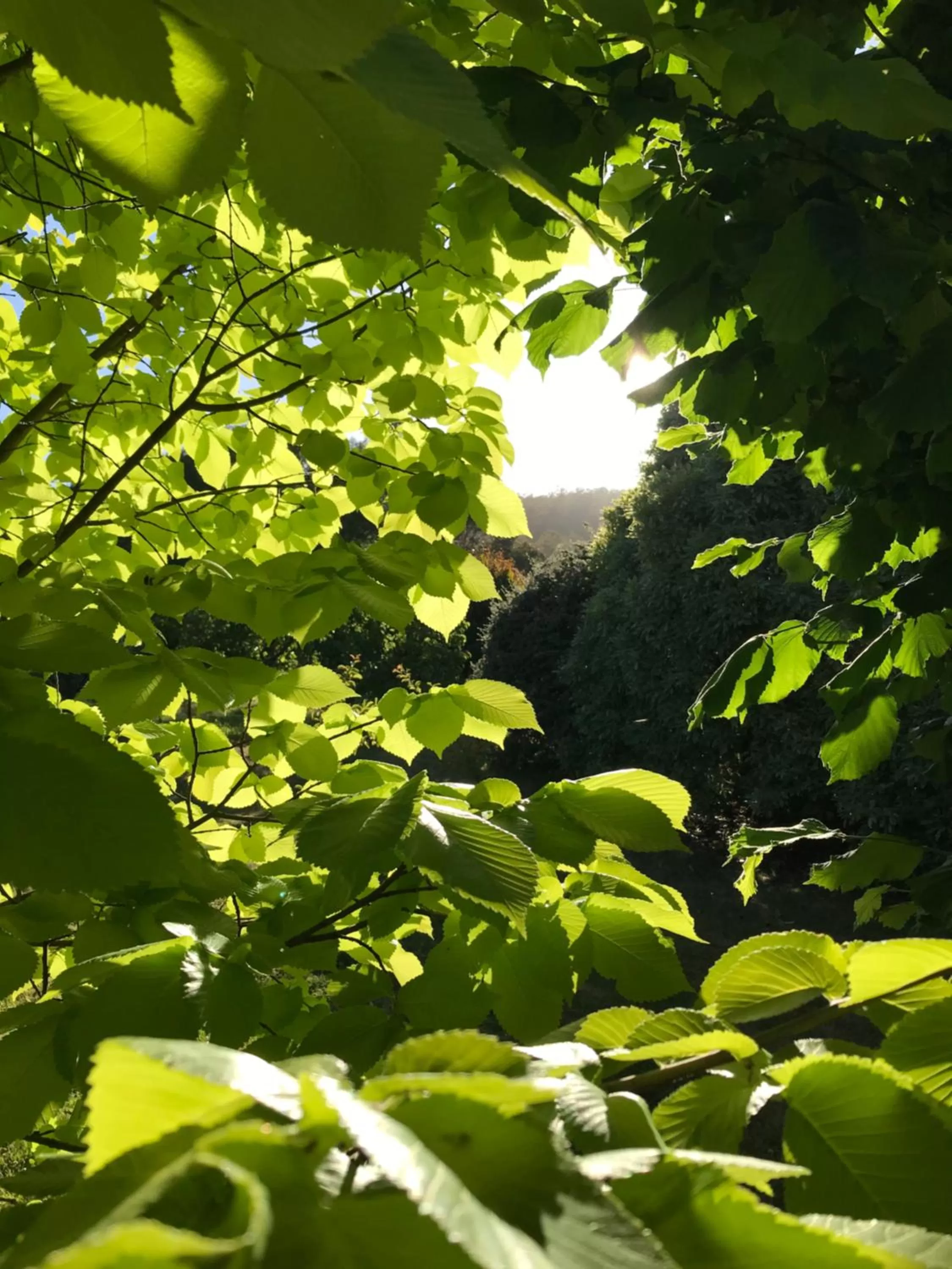 Hillside Bed and Breakfast