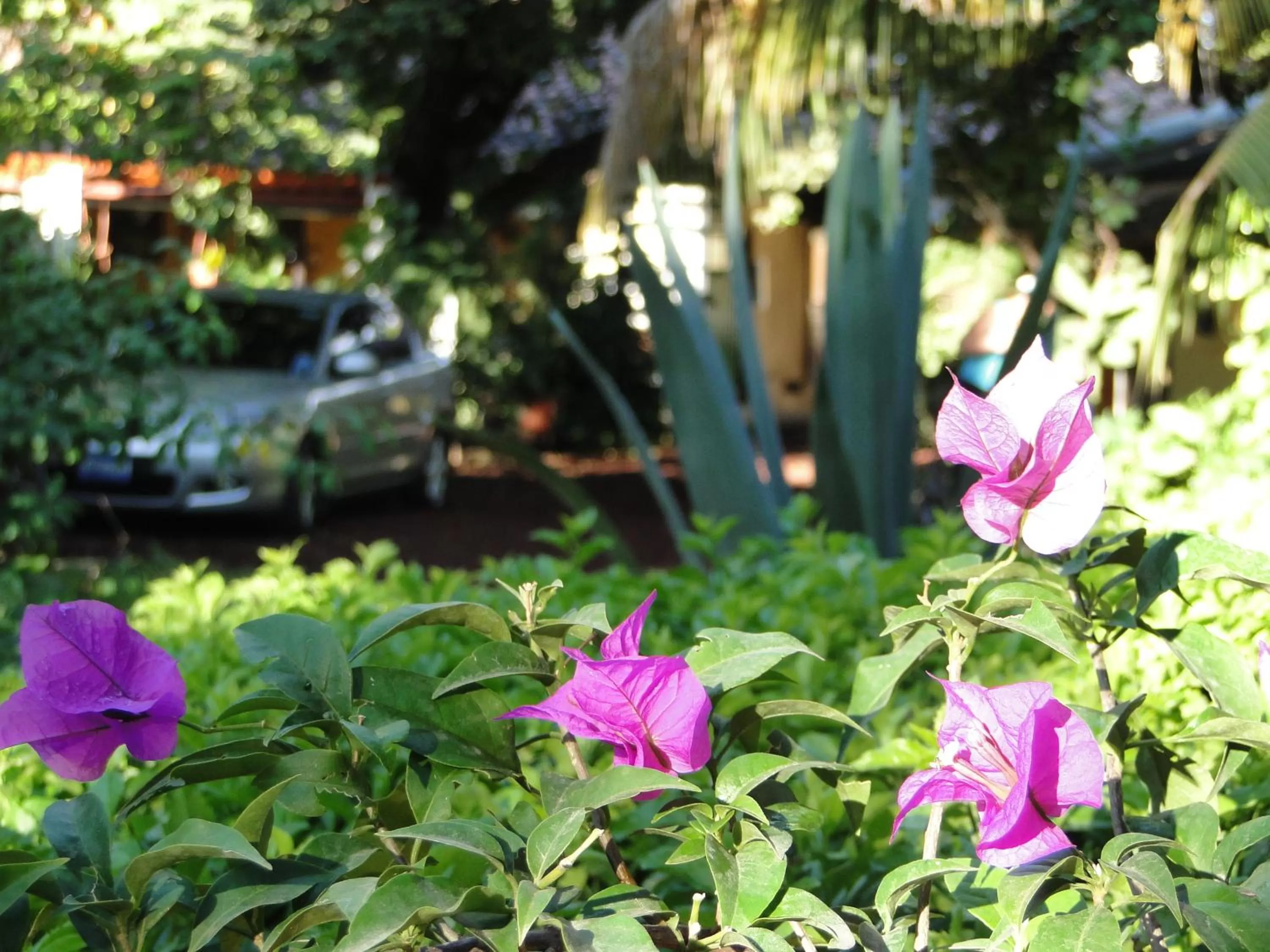 Day, Garden in Hotel Caleta