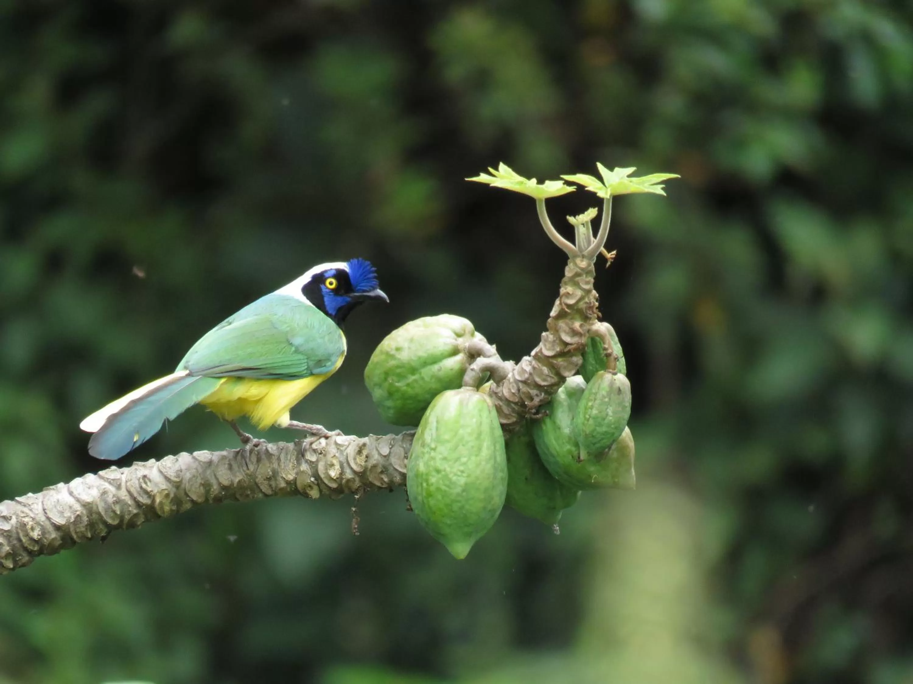 Garden view, Other Animals in La Cabaña Ecohotel - Valle del Cocora